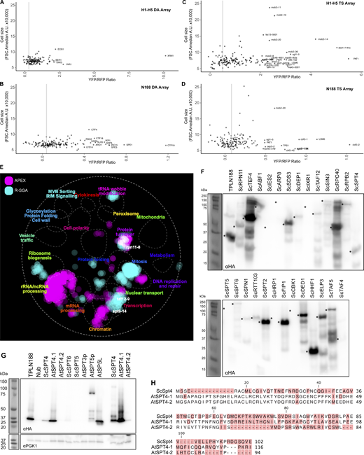 Validation and expression of potential TPL interacting proteins. (A–D) Yeast cell sizes from top hits cytometry validation. All cytometry validation experiments were plotted based on cell size (FSC.A) compared with their YFP/RFP ratios to highlight which candidates are likely to exhibit higher fluorescence values based on morphological differences. (A) TPL H1–H5 deletion array. (B) TPL H1–H5 TS array. (A) TPLH1–H5 deletion array (DA). (B) TPL N188 deletion array (DA). (C) TPLH1–H5 Temperature Sensitive (TS) array. (D) TPL N188 Temperature Sensitive (TS) array. (E) A global genetic interaction profile similarity network produced by The Cell Map (https://TheCellMap.org). The APEX identified the list of nuclear interactors, and the upregulated hits from R-SGA were mapped onto the existing network to visualize the localization of hits to specific subnetworks of genes. A few example genes are highlighted (spt6-14, taf12-9, rpn11-8) to demonstrate their location within interesting hubs. (F–H) TPL N-terminus interacts with ScSpt4 and AtSpt4.1. (F) Protein expression analysis by western blot for all tested cytoSUS targets from Fig. 3 D. Asterisks indicate the expected band size for the protein and are aligned to the left of the band position for each lane. (G) Protein expression analysis by western blot for SPT protein expression. ScSp4, AtSPT4.1, and AtSPT4.2 were run with higher volumes of protein on the far right, demonstrating lower, but still detectable protein expression levels. (H) Alignments of the Saccharomyces (Sc) Arabidopsis (At) SPT4 proteins are shown above. Non-conserved amino acids are highlighted in red. Source data are available for this figure: SourceData FS3. Refer to the image caption for details.