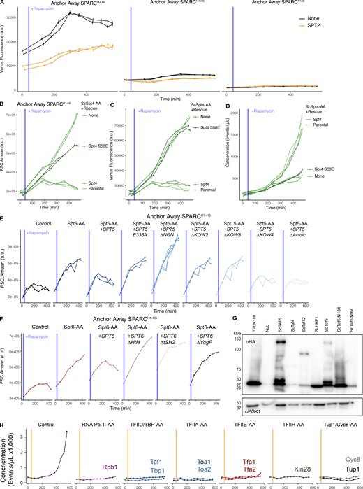 The SPT4/SPT5/SPT6 is functionally required by TPL for repression. (A) Time-course flow cytometry analysis of SPARC transcription in ScSpt2 anchor-away strains. (B–D) Time-course flow cytometry analysis of SPARCH1–H5 in ScSpt4 Anchor Away strains with selected genome-integrated ScSPT4 rescue constructs. (B) Cell size is plotted on the y-axis as the mean forward scatter (FSCA.mean) over time on the x-axis. This demonstrates that ScSpt4 S58E has an intermediate effect on cell size compared to the ScSpt4-AA alone. (C) Raw Venus fluorescence is plotted on the y-axis over time on the x-axis. This demonstrates that the Spt4 S58E breaks repression. (D) Culture concentration is plotted on the y-axis over time on the x-axis. This demonstrates that ScSpt4 S58E fails to rescue the Spt4 cell division phenotype. (E) Time-course flow cytometry analysis of SPARCH1–H5 in SPT5 Anchor Away strains with selected genome-integrated ScSPT5 rescue constructs. Cell size is plotted on the y-axis as the mean forward scatter (FSCA.mean) over time on the x-axis. This demonstrates that ScSpt5 has an intermediate effect on cell size compared to the Spt4-AA alone. (F) Time-course flow cytometry analysis of SPARCH1–H5 in SPT6 Anchor Away strains with selected genome-integrated ScSPT6 rescue constructs. Cell size is plotted on the y-axis as the mean forward scatter (FSCA.mean) over time on the x-axis. (G) Protein expression analysis by western blot for ScTaf protein expression. (H) Time-course flow cytometry analysis of SPARCH1–H5 in selected Anchor Away strains that include selected GTF components. Culture concentration is plotted on the y-axis over time on the x-axis to highlight how most essential gene anchor away experiments are stymied by impacts on cell growth and division. Source data are available for this figure: SourceData FS4. Refer to the image caption for details.