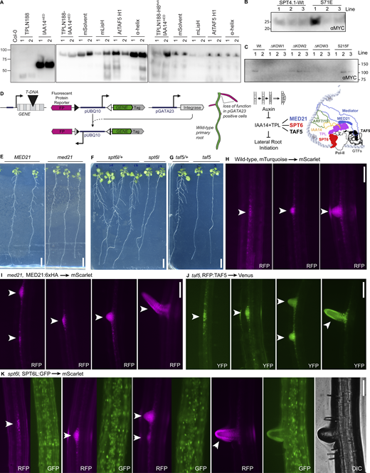 Analysis of TPL and TPL-interacting protein activity in Arabidopsis lateral root development. (A) Protein expression analysis by western blot for UAS-driven TPL-IAA14 constructs. For all samples, four 14-day grown root tissues were pooled from two representative T2 lines from Fig. 6 D. The middle panel is comprised of LisH mutants in the context of an intact H8, and the right panel is comprised of LisH mutants in the context of a mutant H8. Proteins were extracted and run by SDS-PAGE and western blotting for the HA-epitope tag. Equal volume was run on each lane. (B) Protein expression analysis by western blot for UAS-driven AtSPT4.1 constructs. For all samples, four 14-day grown root tissues were pooled from three representative T2 lines from Fig. 6 E. Proteins were extracted and run by SDS-PAGE and western blotting for the MYC-epitope tag. Equal volume was run on each lane. (C) Protein expression analysis by western blot for UAS-driven AtSPT5.2 constructs. For all samples, four 14-day grown root tissues were pooled from three representative T2 lines from Fig. 6 F. Proteins were extracted and run by SDS-PAGE and western blotting for the MYC-epitope tag. Equal volume was run on each lane. This construct was lowly expressed and was at the limits of detection. (D) Schematic of the integrase switch approach to generate a cell-type specific loss of function. In this approach a T-DNA in an essential gene that normally can only be carried as a heterozygote is rescued by a ubiquitously expressed version of the essential gene. This rescue transgene also carries Integrase binding sites (triangles) flanking the ubiquitous (pUBQ10) promoter. Upon expression of the integrase (PhiC31) from a separate transgene driven by a cell type–specific promoter (pGATA23), the PhiC31 will bind to these binding sites, catalyze an irreversible inversion of the promoter sequence, and therefore active a reporter gene that is facing in the opposite direction on the same strand of DNA (here this is a fluorescent protein reporter, FP). This generates loss of function mutations in the lateral root primordial cells, as cartooned in the seedling in the middle of the panel. We chose MED21, SPT6L and TAF5 as targets to destabilize TPL activity in lateral root primordium cells, to test the ability to modulate development of lateral roots initiation as diagrammed by the cartoon at the right. (E–G) Integrase switched essential lines demonstrate developmental root phenotypes. Scanned images of seedlings grown on plates for 14 days. (E) MED21 integrase switch lines exhibit short stubby roots that grow out from the primary root. (F and G) (F) SPT6L and (G) TAF5 integrase switch lines exhibit very short roots that do not exit the primary root and are not visible in plate scans. (E and F) Scale bars represent 10 mm. (H–K) Epifluorescence micrographs of roots of T2 plants from representative integrase switch lines. All images were taken 12 days after germination at 20× magnification. Arrowheads indicate initiating lateral roots based upon induction of pGATA23:PhiC31-triggered switching. (H) Wild-type mTurq to mScarlet control switch, mScarlet shown alone. (I)med21/med21, MED21:6xHA to mScarlet experimental switch, mScarlet shown alone. (J)taf5/taf5, RFP:TAF5 to Venus experimental switch, Venus shown alone. (K)spt6l/spt6l, SPT6L:GFP to mScarlet experimental switch, both channels are shown. For H–K, the same scale bar at top right applies to all images and represents 50 µm. Source data are available for this figure: SourceData FS5 Refer to the image caption for details.