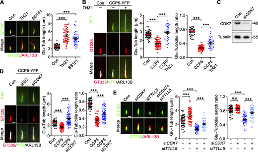 CDK7 suppresses axoneme polyglutamylation. (A) CDK7 selective inhibitors increase the length of glutamylated axoneme in RPE-1 cells. Cells were treated with THZ1 (1 mM) or BS-181 (10 mM) for 24 h in a serum-free medium. ARL13B was used as a marker of cilium. The glutamylated axoneme was labeled by antibody GT335. (B) THZ1 partially rescues the axoneme polyglutamylation in CCP5-YFP overexpressed RPE-1 cells. (C) The knockdown efficiency of CDK7 siRNA was accessed by western blotting. The molecular weigth standards (kD) are labeled on the right. (D) Knockdown of CDK7 partially rescues the axoneme polyglutamylation in CCP5-YFP overexpressed RPE-1 cells. (E) Knockdown of CDK7 restores the axoneme polyglutamylation in TTLL5-depleted cells. Quantified data are presented as mean ± SEM. Statistical analyses were performed by one-way ANOVA analyses with Tukey’s post-hoc test for multiple comparisons. N ≥ 40 cilia. ***P < 0.001. n.s: not significant. Scale bars: 2 μm. Source data are available for this figure: SourceData F1. Refer to the image caption for details.