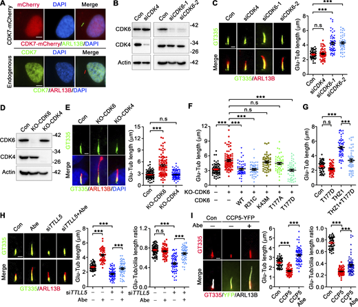 CDK6, but not CDK4, suppresses axoneme polyglutamylation. (A) Ectopically expressed and endogenous CDK7 localize at the nucleus. (B) The knockdown efficiency of CDK4 and CDK6-specific siRNAs was accessed by western blotting. The molecular weigth standards (kD) are labeled on the right. (C) Knockdown of CDK6, but not CDK4, promotes axoneme polyglutamylation in RPE-1 cells. (D) The knockout validation of CDK4 and CDK6 by western blotting in RCTE cells. The molecular weigth standards (kD) are labeled on the right. (E) Knockout CDK6, but not CDK4, promotes axoneme polyglutamylation in RCTE cells. (F) The CDK6−/− RCTE cells were transfected with indicated mCherry-tagged CDK6. 48 h later, cells were cultured in serum-free medium for 24 h to induce ciliogenesis. The length of polyglutamylated axoneme in mCherry-positive cells was measured. (G) The RPE-1 cells were transfected with mCherry-tagged CDK6T177D. 48 h later, cells were cultured in a serum-free medium and treated with THZ1 for 24 h. The length of polyglutamylated axoneme was measured. (H) Abemaciclib (Abe) restores axoneme polyglutamylation in TTLL5-depleted RPE-1 cells. Cells were transfected with TTLL5 siRNA for 48 h, followed by Abemaciclib (500 nM) treatment for 24 h in serum-free medium. (I) Abemaciclib partially rescues the axoneme polyglutamylation in CCP5-YFP overexpressed RPE-1 cells. Quantified data are presented as mean ± SEM. Statistical analyses were performed by one-way ANOVA analyses with Tukey’s post-hoc test for multiple comparisons. ***P < 0.001. n.s: not significant. N ≥ 50 cilia. Scale bars: 5 μm (A) or 2 μm (C, E, H, and I). Source data are available for this figure: SourceData F2. Refer to the image caption for details.