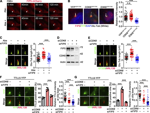 FIP5 acts downstream of CDK6 to regulate axoneme polyglutamylation. (A) The FIP5-mCherry overexpressed RCTE cells were cultured in a serum-containing medium. Images cropped from live-cell imaging before and after Abemaciclib treatment. White triangles indicate the accumulation loci of FIP5-mCherry–positive vesicles. (B) The subcellular localization, and fluorescent intensity of FIP5 at cilia base in indicated YFP-positive RPE-1 cells. Acetylated tubulin (Ac-Tub) was used as a marker of cilium. (C) Knockdown of FIP5 inhibits Abemaciclib-induced axoneme hyperglutamylation in RPE-1 cells. (D) The knockdown efficiency of CDK6 and FIP5 siRNAs was accessed by western blotting. The molecular weigth standards (kD) are labeled on the right. (E) Knockdown of FIP5 inhibits CDK6 depletion-induced axoneme hyperglutamylation in RPE-1 cells. (F and G) Knockdown of FIP5 inhibits CDK6 depletion-induced ciliary import of TTLL5 (F) and TTLL6 (G). Quantified data are presented as mean ± SEM (B, C, E, and right panels of F and G) or SD (left panels of F and G). Statistical analyses were performed by one-way ANOVA analyses with Tukey’s post-hoc test for multiple comparisons. N ≥ 50 cilia (B, C, E, and right panels of F and G) or = 4 independent experiments (left panels of F and G). ***P < 0.001. n.s: not significant. Scale bars: 10 μm (A), 5 μm (B), or 2 μm (C and E–G). Source data are available for this figure: SourceData F6.