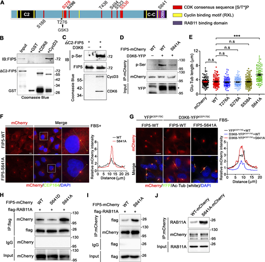 S641 phosphorylation by CDK6 interrupts cilia base accumulation and RAB11 interaction of FIP5. (A) The putative CDK6 phosphorylation sites and cyclin binding motifs in FIP5. (B) Direct interaction between FIP5 and Cyclin D3 was detected by GST pull-down assay. GST-CDK6 (CDK6), GST-Cyclin-D3 (CycD3), and 6× his-tagged truncated FIP5 (129–653) (ΔC2-FIP5) proteins were used. The purity of recombinant proteins was assessed by Coomassie blue staining. IB: immunoblotting. The molecular weigth standards (kD) are labeled on the right. (C) Direct CDK6/cyclin D3-mediated FIP5 phosphorylation was detected by in vitro kinase reaction assay. Recombinant ΔC2-FIP5 and active Cyclin-D3/CDK6 (D3K6) proteins were used. GST-Cyclin D3 (CycD3) and His-CDK6 (CDK6) were also used. The phosphorylation of FIP5 was examined by anti-phosphorylated Serine antibody (p-Ser). (D) Indicated mCherry-tagged FIP5 and CyclinD3-CDK6-YFP were transfected in 293T cells. The phosphorylation of FIP5 was examined by anti-phosphorylated Serine antibody after immunoprecipitation (IP) of FIP5-mCherry. * indicates the positive band of D3K6-YFP. (E) mCherry or mCherry-tagged FIP5 mutants were transfected in RCTE cells. The length of the glutamylated axoneme in mCherry-positive cells was measured. Quantified data are presented as mean ± SEM. Statistical analyses were performed by one-way ANOVA analyses with Tukey’s post-hoc test for multiple comparisons. N ≥ 100 cilia. ***P < 0.001. n.s: not significant. (F) Subcellular localization of mCherry-tagged WT- or S641A-FIP5 in non-ciliated RCTE cells. The enlarged fields indicated by white squares and showed in the right panels. The line-scan fluorescence intensity profiles of mCherry at the positions marked by arrow lines are shown on the right. Scale bar: 10 μm. (G) The subcellular localization of mCherry-tagged FIP5 in indicated YFP-positive ciliated RCTE cells. The line-scan fluorescence intensity profiles of mCherry at the positions marked by arrow lines are shown on the right. Scale bar: 10 μm. (H and I) Indicated mCherry-tagged FIP5 and flag-tagged RAB11A were transfected in 293T cells. The interaction between FIP5 and RAB11A was examined by co-immunoprecipitation. (J) Indicated mCherry-tagged FIP5 were transfected in RCTE cells. The interaction between mCherry-tagged FIP5 and endogenous RAB11A was examined by co-immunoprecipitation. Source data are available for this figure: SourceData F7.