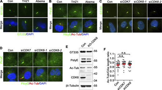 Inhibition of CDK7 or CDK6 does not affect tubulin glutamylation and acetylation in cytoplasm. (A and B) THZ1 or Abemaciclib does not affect cytoplasmic tubulin glutamylation. (C and D) Knockdown of CDK7 or CDK6 does not affect cytoplasmic tubulin glutamylation. (E) The total levels of glutamylated tubulin and acetylated tubulin in control and CDK6−/− RCTE cells were assessed by western bolting. The molecular weigth standards (kD) are labeled on the right. (F) Knockdown of CDK7 or CDK6 does not affect the axonemal acetylation-to-cilium length ratio in RPE1 cells. Cilia length was measured using ARL13B as a cilia marker. Quantified data are presented as mean ± SEM. N ≥ 30 Cilia. Statistical analyses were performed by one-way ANOVA analyses with Tukey’s post-hoc test for multiple comparisons. n.s: not significant. Scale bars: 5 μm. GT335 antibody labels all forms of glutamylated tubulin. PolyE antibody only labels polyglutamylated tubulin (≥3E). Source data are available for this figure: SourceData FS2. Refer to the image caption for details.