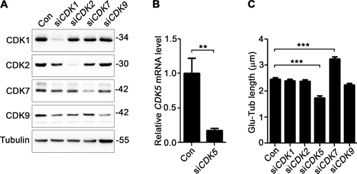 siRNA knockdown screen of CDK7 downstream CDKs. (A and B) The knockdown efficiency of indicated siRNAs in RPE-1 cells was accessed by western blotting (A) or qPCR (B). The molecular weigth standards (kD) are labeled on the right. Quantified data are presented as mean ± SD. N = 3 independent experiments. Statistical analyses were performed by two-tailed unpaired Student’s t test. (C) The effect of indicated CDKs knockdown on axoneme polyglutamylation in RPE-1 cells. Quantified data are presented as mean ± SEM. Statistical analyses were performed by one-way ANOVA analyses with Tukey’s post-hoc test for multiple comparisons. N ≥ 50 cilia. **P < 0.01; ***P < 0.001. Source data are available for this figure: SourceData FS3. Refer to the image caption for details.