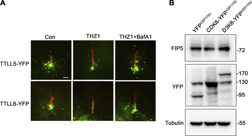 The effects of THZ1 and BafA1 on cilia base TTLL5/6-YFP and the effects of cilia-trapped YFP, CDK6, or CyclinD3-CDK6 on total FIP5 protein abundance. (A) Autophagy inhibitor bafilomycin-A1 (BafA1) prevents the loss of TTLL5/6-YFP at the cilia base in THZ1-treated cells. Scale bar: 2 μm. TTLL5/6-YFP expressing RPE1 cells were pretreated with or without BafA1 (10 nM) for 1 h followed by 2 h THZ1 treatment. (B) Ciliary CDK6 does not affect the protein level of FIP5. YFP control, CDK6 or CyclinD3-CDK6 were overexpressed at cilia base. The protein level of FIP5 was accessed by western blotting. The molecular weigth standards (kD) are labeled on the right. Source data are available for this figure: SourceData FS4. Refer to the image caption for details.