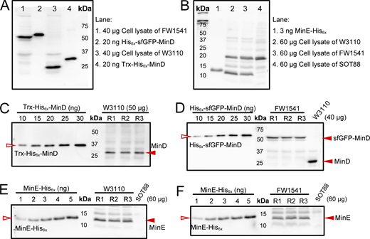 Quantification of sfGFP-MinD, MinD, and MinE. (A) Validation of the ability of the anti-MinD antiserum to detect sfGFP-MinD and MinD in cell lysates alongside purified His6x-sfGFP-MinD and Trx-His6x-MinD. The blot-purified antiserum was used at a 1:100 dilution. (B) Validation of the anti-MinE antiserum ability to detect MinE in cell lysates alongside MinE-His6x. The blot-purified antiserum was used at a 1:100 dilution. (C and D) An example of the western blots used to determine the concentrations of MinD in the cell lysates of the W3110 and FW1541 strains, respectively. Three independent cultures (sample repeats n = 3) were collected for each western blot, and the experiment was repeated at least twice for each strain. (E and F) An example of the western blots used to determine the concentrations of MinE in the cell lysates of the W3110 and FW1541 strains, respectively. Three independent cultures (sample repeats n = 3) were collected for each western blot, and the experiment was repeated five times for each strain. In C–F, serial dilutions of purified Trx-His6x-MinD, His6x-sfGFP-MinD, or MinE-His6x were applied to generate a calibration curve for interpolating the amount of MinD, sfGFP-MinD, or MinE in the sample by linear regression. Source data are available for this figure: SourceData FS1. Refer to the image caption for details.