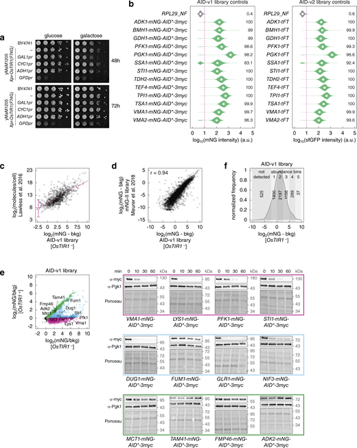 Construction and characterization of genome-wide AID libraries. (a) Fitness impact of OsTIR1 expression from different promoters. 10-fold serial dilutions of yeast strains on the indicated media without 5-Ph-IAA. (b) Evaluation of the SWAT tagging efficiency during construction of the AID libraries. For the AID-v2 library, control tagging was performed with 13 C-SWAT strains for the indicated ORFs and a donor with the mCherry-sfGFP timer (tFT) as a tag. Distributions of single-cell mNG fluorescence intensities measured with flow cytometry (10,000 cells per strain). The percentage of cells with fluorescence above background (fluorescence of a wild type strain, dashed line) is indicated. (c) Correlation between absolute protein abundance (Lawless et al., 2016) and relative protein expression levels measured with the AID-v1 library lacking OsTIR1. Fluorescence intensities of colonies were corrected for background fluorescence. Linear fit (dashed line) and estimate of the detection limit of the colony assay (200 molecules/cell) with the 95% confidence interval (18 to 2,187 molecules/cell). (d) Comparison of relative protein expression levels measured with the AID-v1 library lacking OsTIR1 and with the mNG-II library (ORF-mNG strains) (Meurer et al., 2018). Fluorescence intensities of colonies were corrected for background fluorescence. r, Pearson correlation coefficient. (e) Degradation of AID-tagged proteins after addition of 5-Ph-IAA. Whole-cell extracts of OsTIR1+ strains for the indicated proteins (AID-v1 library, left) were separated by SDS-PAGE, followed by immunoblotting with antibodies against the myc tag and Pgk1 as the loading control (right). (f) Distribution of background-corrected mNG fluorescence intensities in the AID-v1 library, OsTIR1− strains, determined according to Fig. 2 c. Number of proteins in the not detected group (mNG/bkg(OsTIR1−) ≤ 1.2) and in five abundance bins used in Fig. 2 e; Fig. 3 d; Fig. S3 b; and Fig. S4 e is indicated. Source data are available for this figure: SourceData FS2.