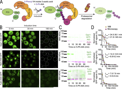 The auxin-inducible degron (AID) system allows “on demand” depletion of the proteome. (A) Schematic representation of the AID system, where a protein of interest (POI) is fused to the AID2 tag and a GFP for visualization. In the same cells, the OsTIR1(F74G) adaptor protein is constitutively expressed. Upon induction by the addition of the modified auxin, 5-Ph-IAA, the construct gets ubiquitinated and degraded via the proteasome. (B) Fluorescent images of selected proteins tagged with the AID system after 0, 30, and 180 min of induction. All the proteins are depleted either partially or below detection levels upon induction. For Gpp1 and Npl3 at 180 min, the outline of the cells is depicted with a dotted line. Scale bar: 5 µm. (C) Western blots (WB) of the same strains shown in panel B. Immunoblotting was performed against GFP (green) and actin (magenta) as a loading control. The GFP-tagged proteins are depleted partially or below detection levels upon induction. Only one band is detected, at the expected molecular weight in each case, indicating no free GFP or intermediate degradation stages are generated. (D) Graphs comparing the degradation curves for each protein from panel B, based either on the fluorescence microscopy images (yellow circles) or on the western blots from panel C (pink squares), normalized to time 0. Both methods produced comparable curves, despite the half-life (t50M for microscopy and t50W for WB) of the proteins spanning a wide range of time. Three technical replicates were used in each case. A one-phase decay curve was fitted to the data to estimate the half-lives of each protein and the 95% confidence interval of the t50 is displayed. Source data are available for this figure: SourceData F1.