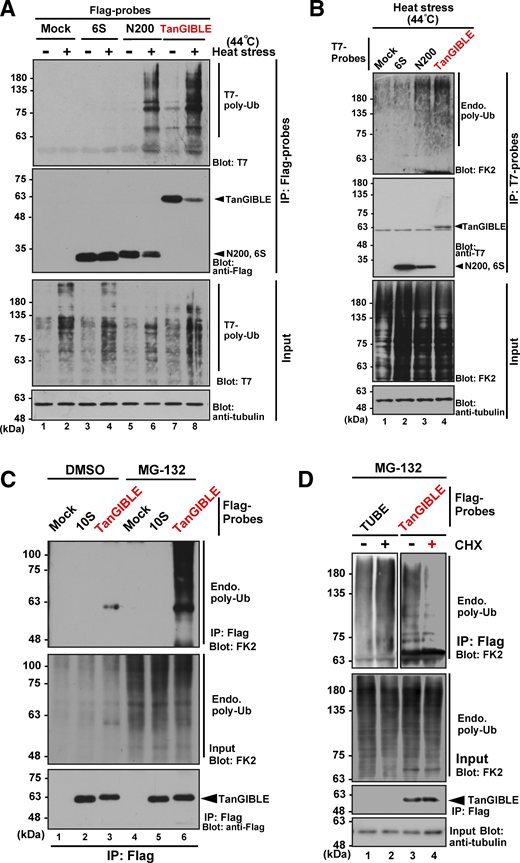Newly synthesized defective polypeptides are endogenous clients of TanGIBLE. (A) TanGIBLE retrieves heat shock–induced polyubiquitinated proteins. HeLa cells were co-transfected with Flag-tagged TanGIBLE and T7-tagged ubiquitin, and these cells were cultured at 44°C (heat stress, +) or 37°C (without heat stress, −) for 1 h without the proteasome inhibitor. After heat shock treatment, Flag-tagged probes were immunoprecipitated (IP) and blotted with anti-T7 antibody. Mock indicates empty vector transfection. (B) T7-tagged TanGIBLE can co-precipitate endogenous polyubiquitinated proteins after heat stress. TanGIBLE and its control probes were immunoprecipitated from heat-stressed cells using anti-T7 agarose beads, and co-precipitates of endogenous polyubiquitinated proteins were detected using anti-polyubiquitin FK2 antibody. α-Tubulin was used as the loading control. (C) HeLa cells expressing Flag-tagged TanGIBLE and its 10S negative control fragment were treated with 10 μM MG-132. Flag-precipitates were blotted using anti-polyubiquitin FK2 antibody (upper panel). (D) Polyubiquitinated proteins associated with TanGIBLE are sensitive to CHX. HeLa cells expressing Flag-tagged TanGIBLE or TR-TUBE were treated with 25 μg/ml CHX (or its solvent, EtOH) and then 10 μM MG-132 as indicated for 4 h, then were affinity-purified from the cell extracts using an anti-Flag antibody. Flag-precipitates (IP: Flag) were blotted with anti-polyubiquitin FK2 antibody to detect co-precipitated endogenous polyubiquitinated proteins. Source data are available for this figure: SourceData F4.