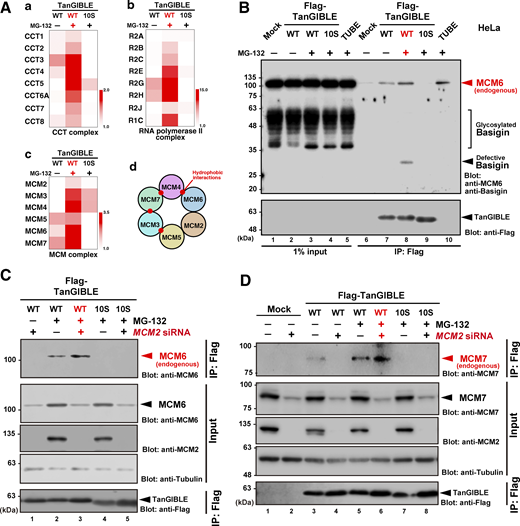 Endogenous orphaned subunits derived from MCM complex are targets of TanGIBLE. (A, a–c) Heat maps of the subunits of CCT/TRiC complex (a), RNA polymerase II complex (b), and MCM complex (c), which were identified by MS analysis of TanGIBLE immunoprecipitates (IP). All subunits in the precipitates were augmented in the presence of MG-132 but were decreased with 10S mutations of the TanGIBLE probe. Panel colors show the relative fold increase compared with the base line (defined as 1.0). Schematic of MCM hexamer complex model (d). Reported hydrophobic interactions are indicated as red dots. (B) HeLa cells expressing 3xFlag-tagged TanGIBLE were lysed and immunoprecipitated with anti-Flag M2 antibody and the eluted endogenous proteins were simultaneously immunoblotted with anti-basigin and anti-MCM6 antibodies. Defective basigin (indicated by a black arrowhead) and MCM6 (indicated by a red arrowhead) were detected in WT TanGIBLE with MG-132 treatment. Note that 10S TanGIBLE did not co-precipitate defective basigin and endogenous MCM6. (C) Orphaned MCM6 subunit derived from disrupted complexes is a target of TanGIBLE. The total amount of MCM6 protein was greatly reduced by MCM2 siRNA (compare lanes 2 and 3 in input panel), whereas endogenous MCM6 co-precipitated with TanGIBLE is augmented by MCM2 depletion (compare lanes 2 and 3 in Flag IP panel). Note that MG-132 treatment did not restore the total amount of MCM6 protein significantly because MG-132–treated time (4 h) was too short to restore the total amount of MCM6 compared with the long period of MCM2 knockdown (72 h). Tubulin is shown as a loading control for input samples. (D) Augmentation of the endogenous MCM7 subunit level in a TanGIBLE immunoprecipitate after MCM2 siRNA treatment (compare lanes 5 and 6 in Flag IP panel), even though the total amount of MCM7 protein is greatly reduced by MCM2 siRNA (compare lanes 5 and 6 in input panel). Note that TanGIBLE-associated MCM7 is MG-132 sensitive (compare lanes 4 and 6 in Flag IP panel), while total MCM7 (shown in input panel) did not respond to short-term MG-132 treatment (4 h). Source data are available for this figure: SourceData F6.