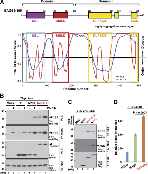 TanGIBLE recognizes mislocalized TMD protein more than BAG6 N200 or N465 fragments. (A) In relation to the Fig. 1, schematic of the domain structure of the N-terminal 465 residue region of human BAG6. Domain II contains DUF3538 (276–392, indicated by a yellow square). Low evolutionarily conserved sequences are indicated by gray lines. The amino acid sequence of BAG6 N465 was analyzed using PONDR. The stretches of the UBL sequence are indicated by blue boxes, the regions of the BUILD sequence are indicated by red boxes, and DUF3538 and other evolutionarily conserved regions in Domain II are indicated by yellow boxes. The results from two different predictor package, VL-XT (red line) and VL3 (blue line), are shown. (B) In relation to Fig. 2, improved detection of mislocalized IL-2Rα with TanGIBLE. T7-tagged BAG6 derivative fragments were immunoprecipitated (IP) and blotted using anti-Flag antibody to examine the interaction with Flag-IL-2Rα ΔSS. A N200-6S fragment (see Fig. 2 B) was used as the negative control. α-Tubulin was used as the loading control. (C) TanGIBLE co-precipitates more IL-2Rα ΔSS protein than BAG6 N200 and N465 fragments. After transfection with expression vectors encoding T7-IL-2Rα ΔSS and Flag-tagged BAG6 derivative fragments, anti-Flag immunoprecipitates were blotted with anti-T7 or anti-Flag antibodies. (D) Quantification of IL-2Rα ΔSS signals co-precipitated with Flag-tagged TanGIBLE. The graph represents the mean ± SD calculated from three independent biological replicates. P values were calculated using Dunnett’s multiple comparisons test between N200, N465, and TanGIBLE. This statistical analysis was performed using the computing environment R version 3.5.1. Source data are available for this figure: SourceData FS1.