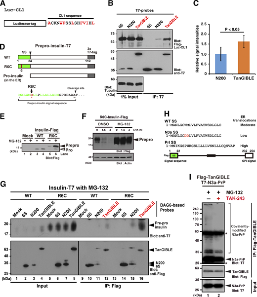 TanGIBLE recognizes non-TMD model defective proteins. (A) Schematic of the CL1-fused luciferase model defective protein used in this study. The CL1 degron sequence was fused at the C-terminus of luciferase (Luc) and the N-terminus of Luc was fused with three repeated Flag-tags. This artificial proteasomal substrate was designated as Flag-Luc-CL1. (B) TanGIBLE co-precipitates more CL1-fused luciferase than BAG6 N200. After the expression of Flag-Luc-CL1 and a series of T7-tagged probes, HeLa cells were treated with 5 μM MG-132 for 4.5 h. Anti-T7 precipitates were blotted using anti-FLAG or anti-T7 antibodies. α-Tubulin was used as a loading control. (C) Quantification of the relative signal intensity of Flag-Luc-CL1 co-immunoprecipitated (IP) with probes. The value of the co-precipitated Flag signal with N200 fragment was defined as a standard (as 1.0), and the relative value with TanGIBLE is indicated. The graph represents the mean ± SD calculated from eight independent biological replicates (n = 8). The P value was calculated using the Student’s t test between N200 and TanGIBLE data. (D) Schematic representation of the mutations in the SS of prepro-insulin. A point mutation in the SS of R6C insulin was identified in pedigrees of type I diabetes (PNDM/MODY) with heterozygous mutations. SS are indicated in green. (E) An insulin R6C mutant accumulated as the prepro-form in proteasome-suppressed cells. HeLa cells expressing C-terminally Flag-tagged insulin WT or R6C were treated with (+) or without (−) 10 μM MG-132. At 4 h after MG-132 treatment, the cells were lysed and analyzed via immunoblotting using an anti-Flag antibody. (F) An insulin R6C mutant is unstable and degraded by the proteasome. HeLa cells expressing C-terminally Flag-tagged R6C insulin was chased with CHX in the presence or absence (DMSO) of 10 μM MG-132. The cells were lysed at the indicated time points and analyzed via immunoblotting using an anti-Flag-antibody. (G) TanGIBLE interacts with the ER-translocation-failed prepro-form of insulin mutants in proteasome-suppressed cells. HeLa cells expressing C-terminally T7-tagged insulin (WT or R6C) and Flag-tagged TanGIBLE were treated with 10 μM MG-132, as indicated. At 4 h after MG-132 treatment, the cells were lysed and immunoprecipitated with anti-Flag M2 agarose beads. Precipitates were blotted using the indicated antibodies. (H) Schematic representation of the human prion PrP and its SS mutants used in this study. Amino acid sequences of WT, N3a, and Prl (prolactin-type)-PrP SS are also provided. (I) Covalent modifications of N3a-PrP co-precipitated with TanGIBLE were weakened by the inhibition of ubiquitin-activating E1. MLN7243 was added to the cell cultures at 10 μM for 4 h before harvesting the cells (Takahashi et al., 2023). TanGIBLE immunoprecipitates from the cell lysates were probed with anti-T7 (PrP) antibody. The asterisk indicates the immunoglobulin signal. Source data are available for this figure: SourceData FS2.