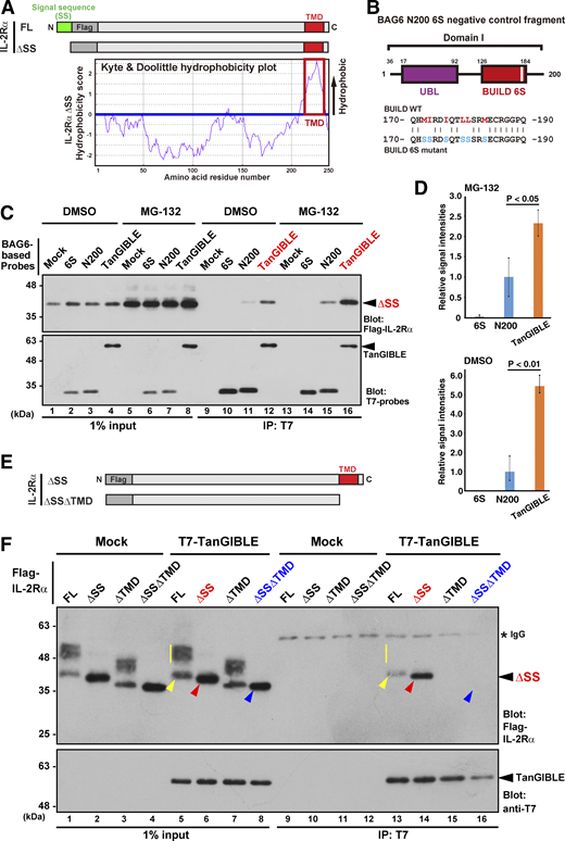 Detection of mislocalized TMD protein using TanGIBLE. (A and E) Schematic of the Flag-tagged IL-2Rα protein and its derivatives used in this study. The SS is indicated in green, while the TMD is indicated in red (upper panel). Kyte-Doolittle hydrophobicity plots of IL-2Rα ΔSS protein (A, lower panel). The single hydrophobicity peak at the C-terminus of IL-2Rα ΔSS corresponds exactly to the TMD (red box). The numbers on the horizontal axis denote the corresponding amino acid positions in this protein. FL: full-length. (B) Six conserved hydrophobic residues in the tail of the BUILD domain of human BAG6 (Met172, Ile173, Ile176, Leu179, Leu180, and Met183) are indicated with red characters. These are essential for the recognition of CL1 degron hydrophobicity by BAG6 Domain I (Tanaka et al., 2016). Substitution of these hydrophobic residues with hydrophilic serine (designated N200-6S fragment, indicated with blue characters) abolished its binding ability with model defective polypeptides. This mutant protein was utilized as one of the negative controls. (C) Co-immunoprecipitation (IP) of Flag-IL-2Rα ΔSS with T7-tagged TanGIBLE, N200-6S, and N200 fragments in the presence or absence of MG-132. 24 h after transfection with expression plasmids, HeLa cells were treated with 10 μM MG-132 or vehicle (DMSO) for 4 h. The precipitates formed with anti-T7 agarose were subjected to western blot analysis with anti-Flag and anti-T7 antibodies. (D) Quantification of IL-2Rα ΔSS co-immunoprecipitated with TanGIBLE in panel B. The intensity of the co-precipitated IL-2Rα ΔSS signals with the BAG6 N200 fragment was defined as the standard (as 1.0), and the relative values of IL-2Rα ΔSS co-precipitates are indicated. The data represent the mean ± SD calculated from three biologically independent experiments (n = 3). P values were calculated using Student’s t test between N200 and TanGIBLE. (F) TanGIBLE recognizes a mislocalized transmembrane protein through its unembedded TMD. A series of Flag-tagged IL-2Rα proteins were expressed in HeLa cells with T7-tagged TanGIBLE in the presence of 10 μM MG-132, and T7 immunoprecipitates were blotted with anti-Flag antibody. The smear signals (indicated with a yellow line) in the input lane represent glycosylated (and thus successfully incorporated into the ER lumen) forms of IL-2Rα. Mislocalized forms of IL-2Rα ΔSS and FL, co-immunoprecipitated with TanGIBLE, are indicated with red and yellow arrowheads, respectively. Blue arrowheads indicate mislocalized species with a deleted TMD. Source data are available for this figure: SourceData F2.
