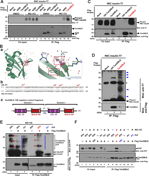 Disease-associated defective proteins were captured by TanGIBLE. (A) TanGIBLE interacts with the translocation-defective prepro-form of insulin mutants. HeLa cells expressing C-terminally T7-tagged insulin WT or R6C and Flag-tagged TanGIBLE were treated with 10 μM MG-132, as indicated. At 4 h after MG-132 treatment, the cells were lysed and immunoprecipitated (IP) with anti-Flag M2 agarose beads. Precipitates were blotted using the indicated antibodies. (B) Schematic of the 10S TanGIBLE developed as a negative control in this study. (a) Reported structure model of the UBL domain of BAG6 (PDB: 4EEW). The side chains of the Ile60, Val65, and Val81 residues in the BAG6 UBL domain are exposed on the surface of the domain and make a closely associated hydrophobic cluster. Note that Ile60 of BAG6 UBL corresponds to the ubiquitin Ile44 critical for ubiquitin-mediated protein–protein interactions. Except for Ile60, the hydrophobicity of these residues (Ile32, Val65, and Val81) is highly conserved in BAG6 orthologs from various vertebrates but is not conserved in ubiquitin and other UBL proteins, suggesting that the surface-exposed hydrophobicity is BAG6 UBL-specific. (b and c) Since the tandemly aligned N200-6S fragment was found to show non-negligible binding ability with model defective proteins, we further introduced mutations in the UBL domain. Four conserved hydrophobic residues in the UBL domain (correspond to Ile32, Ile60, Val65, and Val81 of human BAG6, indicated in red characters), as well as six hydrophobic residues in the BUILD domain (identical to the N200-6S mutations, see Fig. 2 B), were substituted simultaneously with hydrophilic serine residues. The tandemly aligned fragment with these mutated domains was designated 10S TanGIBLE and verified as a negative control. (C and D) HeLa cells expressing C-terminally T7-tagged R6C insulin, Flag-tagged TanGIBLE, and its 10S negative control fragment were treated with 10 μM MG-132, and Flag-precipitates were blotted using the indicated antibodies. TanGIBLE co-precipitated R6C insulin, while 10S mutated TanGIBLE did not. Prolonged exposure of the same blot showed ladder-like modifications of prepro-insulin exclusively in the TanGIBLE precipitates (D, lane 3). Yellow and black asterisks indicate non-specific and immunoglobulin signals, respectively. (E) HeLa cells expressing Flag-tagged TanGIBLE, T7-tagged N3a-PrP, and Prl-PrP were treated with 10 μM MG-132, and Flag-precipitates were blotted using anti-PrP antibody. Note that N3a-PrP was co-precipitated with TanGIBLE with multiple ladder-like signals (indicated with red arrowheads), whereas very little glycosyl-modified Prl-PrP co-precipitated with TanGIBLE (indicated by blue lines). Unmodified PrP species are indicated with black arrowheads. (F) TanGIBLE co-precipitated N3a-PrP in the presence of MG-132, while 10S mutated TanGIBLE did not precipitate N3a-PrP, even with MG-132. Asterisk indicates signal of immunoglobulin. Source data are available for this figure: SourceData F3.