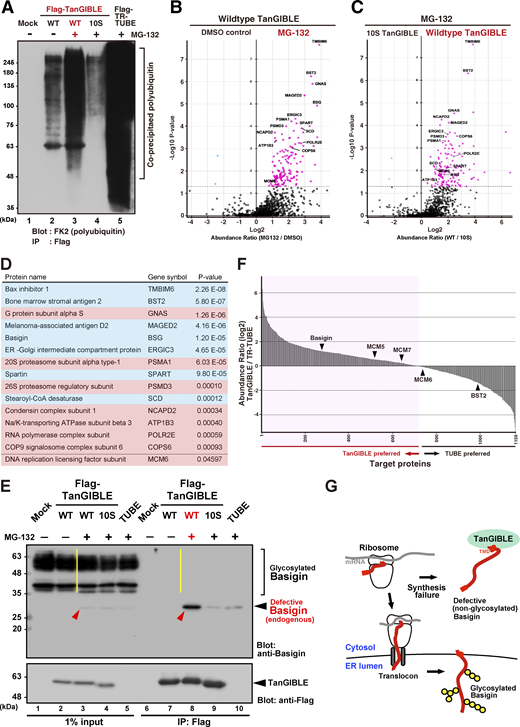 LC-MS/MS–based identification of defective proteins trapped by TanGIBLE. (A) Flag-immunoprecipitates from MG-132–treated HeLa cell lysates were blotted with anti-polyubiquitin FK2 antibody. Identical precipitates were silver-stained in Fig. S4 A. (B and C) TanGIBLE-immunoprecipitates shown in A were directly subjected to LC-MS/MS analysis. Volcano plots of TanGIBLE-immunoprecipitates identified by deep MS analysis, highlighting enriched or lost proteins with or without MG-132 protease inhibitor treatment (B). Lanes 2 and 3 shown in A correspond to “DMSO control” and “MG-132,” respectively. Volcano plots highlighting enriched or lost proteins in the 10S TanGIBLE interactome compared with authentic TanGIBLE (C). Lanes 3 and 4 shown in A correspond to “Wildtype TanGIBLE” and “10S TanGIBLE,” respectively. (D) Representative list of TanGIBLE target proteins identified by triplicate MS analyses. P values of abundance ratio (MG-132 versus DMSO treatments) were indicated. Transmembrane proteins are colored light blue and the subunits of multiprotein complexes are colored light pink. (E) Endogenous basigin with no glycosyl modifications (indicated by red arrowheads) was predominantly co-immunoprecipitated (IP) with Flag-TanGIBLE in an MG-132–dependent manner (lane 8). Note that successfully synthesized basigin (indicated by a yellow line in the input lane 3) was not detected in identical precipitates (yellow line in the IP lane 8). Basigin co-precipitations were largely compromised in the 10S TanGIBLE and TR-TUBE precipitations (lanes 9 and 10). (F) Abundance ratio (log2) histogram of TanGIBLE/TR-TUBE immunoprecipitates. TR-TUBE–preferred targets are shown on the right and TanGIBLE-preferred proteins are shown on the left. Note that ∼2.5-fold more TUBE-associated polyubiquitinated proteins were subjected to MS analyses compared to the amount of protein co-precipitated with TanGIBLE (Fig. S4 A). We therefore adjusted the threshold (cutoff) for TanGIBLE-preferred proteins accordingly. (G) Schematic of the successful assembly of glycosylated basigin into the ER. Note that failure of ER assembly resulted in glycosylation defects, and non-glycosylated defective basigins were trapped by the TanGIBLE. Source data are available for this figure: SourceData F5.