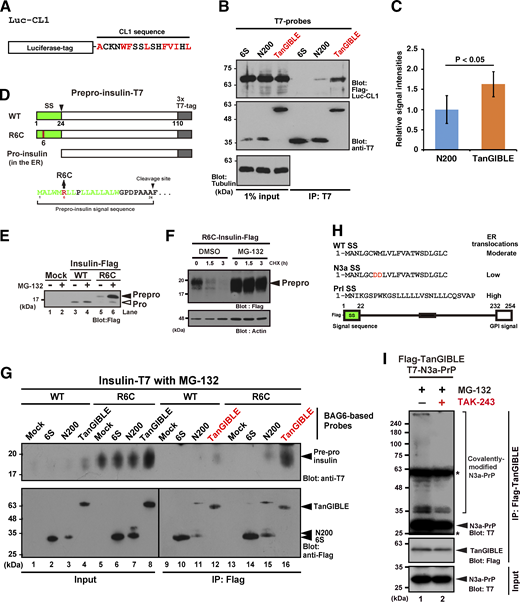 TanGIBLE recognizes non-TMD model defective proteins. (A) Schematic of the CL1-fused luciferase model defective protein used in this study. The CL1 degron sequence was fused at the C-terminus of luciferase (Luc) and the N-terminus of Luc was fused with three repeated Flag-tags. This artificial proteasomal substrate was designated as Flag-Luc-CL1. (B) TanGIBLE co-precipitates more CL1-fused luciferase than BAG6 N200. After the expression of Flag-Luc-CL1 and a series of T7-tagged probes, HeLa cells were treated with 5 μM MG-132 for 4.5 h. Anti-T7 precipitates were blotted using anti-FLAG or anti-T7 antibodies. α-Tubulin was used as a loading control. (C) Quantification of the relative signal intensity of Flag-Luc-CL1 co-immunoprecipitated (IP) with probes. The value of the co-precipitated Flag signal with N200 fragment was defined as a standard (as 1.0), and the relative value with TanGIBLE is indicated. The graph represents the mean ± SD calculated from eight independent biological replicates (n = 8). The P value was calculated using the Student’s t test between N200 and TanGIBLE data. (D) Schematic representation of the mutations in the SS of prepro-insulin. A point mutation in the SS of R6C insulin was identified in pedigrees of type I diabetes (PNDM/MODY) with heterozygous mutations. SS are indicated in green. (E) An insulin R6C mutant accumulated as the prepro-form in proteasome-suppressed cells. HeLa cells expressing C-terminally Flag-tagged insulin WT or R6C were treated with (+) or without (−) 10 μM MG-132. At 4 h after MG-132 treatment, the cells were lysed and analyzed via immunoblotting using an anti-Flag antibody. (F) An insulin R6C mutant is unstable and degraded by the proteasome. HeLa cells expressing C-terminally Flag-tagged R6C insulin was chased with CHX in the presence or absence (DMSO) of 10 μM MG-132. The cells were lysed at the indicated time points and analyzed via immunoblotting using an anti-Flag-antibody. (G) TanGIBLE interacts with the ER-translocation-failed prepro-form of insulin mutants in proteasome-suppressed cells. HeLa cells expressing C-terminally T7-tagged insulin (WT or R6C) and Flag-tagged TanGIBLE were treated with 10 μM MG-132, as indicated. At 4 h after MG-132 treatment, the cells were lysed and immunoprecipitated with anti-Flag M2 agarose beads. Precipitates were blotted using the indicated antibodies. (H) Schematic representation of the human prion PrP and its SS mutants used in this study. Amino acid sequences of WT, N3a, and Prl (prolactin-type)-PrP SS are also provided. (I) Covalent modifications of N3a-PrP co-precipitated with TanGIBLE were weakened by the inhibition of ubiquitin-activating E1. MLN7243 was added to the cell cultures at 10 μM for 4 h before harvesting the cells (Takahashi et al., 2023). TanGIBLE immunoprecipitates from the cell lysates were probed with anti-T7 (PrP) antibody. The asterisk indicates the immunoglobulin signal. Source data are available for this figure: SourceData FS2.