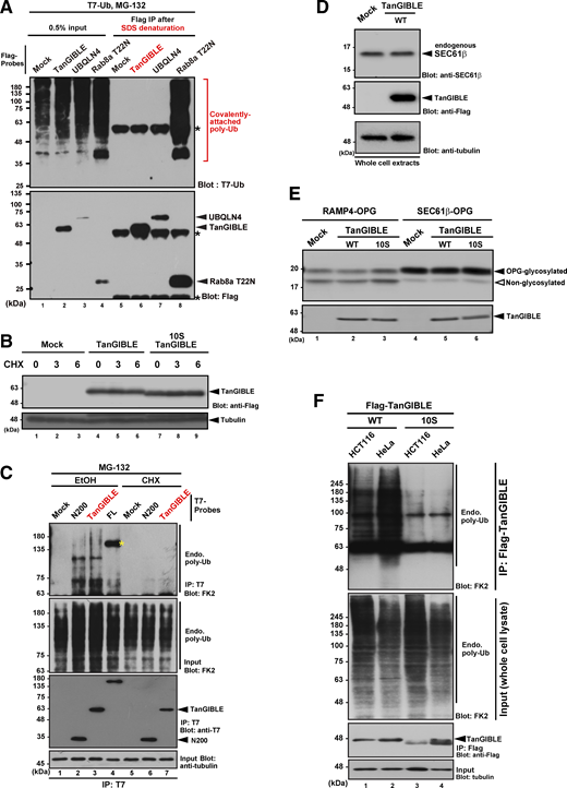 Related toFig. 4, newly synthesized ubiquitinated proteins are endogenous clients of TanGIBLE. (A) Hot lysis immunoprecipitation (IP) analysis showed that SDS denatured TanGIBLE does not co-precipitate ubiquitin moieties. Flag-tagged TanGIBLE, UBQLN4, and Rab8a T22N mutant (a positive control for covalently polyubiquitinated protein) were expressed in MG-132–treated HeLa cells. The cell lysates treated with 1% SDS denaturation at 90°C were diluted with buffer A that did not include SDS, and then the samples were affinity-purified with anti-Flag antibody gel beads. Bounded proteins after precipitations were subjected to western blot analysis with anti-polyubiquitin FK2 or anti-Flag antibodies. Asterisk indicates signals of immunogloblin. (B) CHX-chase experiment suggested that both TanGIBLE and its 10S mutant are stable proteins in HeLa cells. Tubulin was used as a loading control. (C) Related to Fig. 4 D, polyubiquitinated proteins associated with TanGIBLE are sensitive to CHX. HeLa cells expressing T7-tagged TanGIBLE, BAG6 FL, or N200 fragments were treated with 25 μg/ml CHX (or its solvent, EtOH) and 10 μM MG-132 as indicated for 4 h, then affinity-purified with an anti-T7 antibody from cell extracts. T7-precipitates (IP:T7) were blotted with anti-polyubiquitin FK2 antibody to detect co-precipitated endogenous polyubiquitinated proteins. Yellow asterisks indicate signals of FL BAG6 cross-reacted with FK2 antibody. (D and E) TanGIBLE expression did not perturb the successful synthesis of tail-anchored proteins in HeLa cells. The expression level of endogenous SEC61β, a translocon subunit, was not affected by TanGIBLE expression (D). Two tail-anchored proteins, SEC61β and RAMP1, were C-terminally fused with opsin (OPG)-tag, a glycosylation site (E). Successful assembly of these tail-anchored proteins in the ER stimulates glycosyl modifications. These opsin-tagged tail-anchored proteins were co-expressed with TanGIBLE in HeLa cells. Glycosylations of these tail anchored proteins were not affected by TanGIBLE co-expression (E), suggesting that TanGIBLE does not perturb tail-anchored protein biogenesis. (F) TanGIBLE immunoprecipitates and their input extracts from HCT116 and HeLa cells were probed with FK2 anti-polyubiqitin antibody. Source data are available for this figure: SourceData FS3.