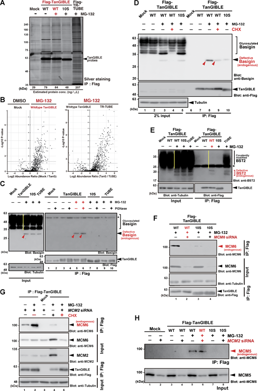 Related toFigs. 5 and 6, LC-MS/MS–based identification of defective proteins trapped by TanGIBLE. (A) Flag-TanGIBLE immunoprecipitates (IP) from MG-132–treated HeLa cell lysates were silver stained. Identical precipitates were anti-polyubiquitin immunoblotted in Fig. 5 A. The estimated protein concentration of each sample is noted at the bottom of the gel image. Note that Flag-TR-TUBE immunoprecipitated a much larger amount of protein, even though the protein expression level of Flag-TR-TUBE was below the limit of detection (Yoshida et al., 2015). (B) Immunoprecipitates shown in A were directly subjected to LC-MS/MS analysis. Volcano plot of TanGIBLE- or TR-TUBE–immunoprecipitates identified by deep MS analysis are shown. (C) TanGIBLE immunoprecipitates were treated with (+) or without (−) PGNase, a deglycosylation enzyme. Endogenous basigin in TanGIBLE precipitates (indicated by red arrowheads) was unaffected by deglycosylation treatment (compare lanes 5 and 6). Asterisk indicates signals of immunoglobulin. (D) TanGIBLE-associated basigin is sensitive to 4 h treatment with the protein synthesis inhibitor CHX. CHX was added to the cell culture 2 h prior to MG-132 addition. Defective basigins co-immunoprecipitated with TanGIBLE are indicated by red arrowheads. (E) Endogenous BST2 protein with no glycosyl modifications was co-immunoprecipitated with TanGIBLE. Note that successfully synthesized BST2 (indicated by a yellow line in the input lane) was not detected in the TanGIBLE precipitates (a yellow line in the IP lane). Note that TR-TUBE co-precipitated BST2 efficiently, supporting the observation that BST2 is a TUBE-preferred target protein (Fig. 5 F). Asterisk indicates a signal of immunoglobulin. (F) The MCM6 immunosignal that co-immunoprecipitated with TanGIBLE is specific since MCM6 siRNA canceled the corresponding signal in the TanGIBLE precipitates (compare lanes 1 and 2 in upper Flag IP panel). Tubulin is shown as a loading control for the input samples. (G) TanGIBLE-associated MCM6 is sensitive to protein synthesis inhibitor CHX. CHX was added to the cell culture 2 h prior to MG-132 addition. (H) Orphaned MCM5 subunit derived from disrupted MCM complex is a target of TanGIBLE. Although the total amount of MCM5 protein was greatly reduced by MCM2 siRNA (lower input panel, compare lanes 5 and 6), endogenous MCM5 co-precipitated with TanGIBLE was not affected by MCM2 depletion (upper IP panel). Note that TanGIBLE-associated MCM5 is highly sensitive to 4 h MG-132 treatment. Anti-MCM7 immunoblot signals shown in Fig. 6 D were obtained by re-probing with identical membrane used in this figure. Note that molecular weights of MCM7 and MCM5 were different. Source data are available for this figure: SourceData FS4. Refer to the image caption for details.