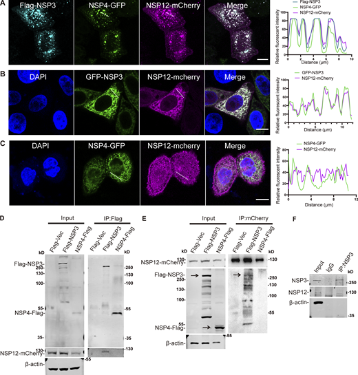 NSP12 is recruited to the NSP3/4-induced DMVs through NSP3–NSP12 interaction. (A) Confocal microscopy analysis showing the colocalization of NSP12-mCherry with Flag-NSP3/NSP4-GFP–induced punctate structures in HeLa cells. Trace outline is used for line-scan analysis of the relative fluorescence intensity of NSP12-mCherry, Flag-NSP3, and NSP4-GFP. Scale bar, 10 μm. (B and C) Confocal microscopy analysis showing the colocalization of NSP12-mCherry with GFP-NSP3 (B) or NSP4-GFP (C) in HeLa cells. Trace outline is used for line-scan analysis of the relative fluorescence intensity of NSP12-mCherry with GFP-NSP3 or NSP4-GFP. Scale bar, 10 μm. (D) Co-IP analysis of the interaction of Flag-NSP3 or NSP4-Flag with NSP12-mCherry. Proteins were transiently expressed in HEK-293T cells and immunoprecipitates pulled down by Flag antibody were analyzed by IB with the indicated antibodies. Flag-vector was used as a negative control. Input represents 5% of the total cell extract used for IP. Molecular weights are in kDa. n = 3 independent experiments. (E) Co-IP analysis of the interaction of NSP12-mCherry with Flag-NSP3 or NSP4-Flag. Proteins were transiently expressed in HEK-293T cells and immunoprecipitates pulled down by mCherry antibody were analyzed by IB with the indicated antibodies. Flag-vector was used as a negative control. Input represents 5% of the total cell extract used for IP. Molecular weights are in kDa. n = 3 independent experiments. (F) Co-IP analysis of the interaction of NSP12 with NSP3 in the SARS-CoV-2–infected Vero-E6 cells. IgG was used as a negative control. Molecular weights are in kDa. n = 3 independent experiments. Source data are available for this figure: SourceData F2. Refer to the image caption for details.
