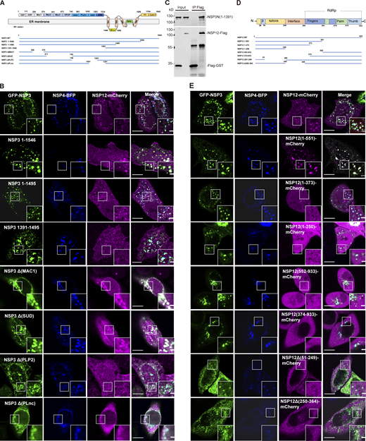 The NTD of NSP3 directly interacts with NSP12. (A) Schematic representation of the structures of the NSP3 truncations. (B) Confocal microscopy analysis showing the colocalization of NSP12-mCherry with truncated Flag-NSP3/NSP4-tagBFP–induced punctate structures in HeLa cells. Scale bar, 10 μm. (C) In vitro pull-down analysis of the interaction between NTD of NSP3 and NSP12. Purified NTD of NSP3 and NSP12 proteins were subjected to pull-down assay and pull-down samples by Flag antibody were analyzed by IB with the indicated antibodies. Flag-GST protein was used as a negative control. Input represents 5% of the total proteins used for pull-down. Molecular weights are in kDa. n = 3 independent experiments. (D) Schematic representation of the structures of the NSP12 truncations. (E) Confocal microscopy analysis showing the colocalization of truncated NSP12-mCherry with GFP-NSP3/NSP4-tagBFP–induced punctate structures in HeLa cells. Scale bar, 10 μm. Source data are available for this figure: SourceData F3. Refer to the image caption for details.