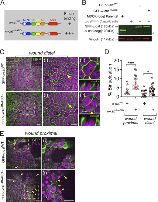 Persistent coupling of α-cat to F-actin enhances binucleation rate. (A) Schematic of α-cat domains based on crystal structure. α-cat-H0-ABD+ replaces four amino acids (RAIM>GSGS) in the first kinked helix of α-cat’s five-helical bundle actin-binding domain (whitening of red domain), compromising normal force-gated binding of α-cat to F-actin. This generates an α-cat that binds F-actin more strongly (+++) than wild-type α-cat (+) via in vitro pelleting assays (Ishiyama et al., 2018). (B) Immunoblot of MDCK KO2.2 cells transfected with GFP-tagged versions of WT α-cat or an F-actin-binding-domain (ABD) unfolding mutant (α-catH0-ABD+). GAPDH was used as loading control. Asterisk (*) marks very low levels of an α-cat fragment generated by our CRISPR-targeting strategy via a previously suggested alternative translational start site (Bullions et al., 1997). As this α-cat isoform lacks the β-cat binding region, fails to robustly localize to cell-cell contacts (Quinn et al., 2024) and is not consistently present in our MDCK cultures, it does not likely contribute to the cytokinesis interference pathway in this study. (C) Representative immunofluorescence images of MDCK α-cat KO cells restored with GFP-α-cat-WT (Top) or GFP-α-cat-H0-ABD+ (Bottom). GFP-α-cat (green), nuclei (magenta), binucleated cells (outlined, yellow dashed line). Scale bar, 30 μm. Rectangular regions framed in white-dashed boxes are enlarged to show detail (right, i). Scale bar, 15 μm. Yellow arrows denote binucleated cells chosen for orthogonal views (right, ii). Yellow arrowhead shows plane of x-z slice. Scale bar, 5 μm. (D) Graph shows percentage of wound distal versus wound proximal cells displaying binucleation, P < 0.05 (*) and P < 0.001 (***) by unpaired t test. Symbols denote measurements from distinct fields of view; different colors reflect biological replicates (n = 3) mean ± SD. (E) Leading edge of MDCK α-cat KO cells expressing GFP-α-cat-WT (Top) or GFP-α-cat-H0-ABD+ (Bottom) 40-h post scratch wound. GFP- α-cat (green), nuclei (magenta). Yellow arrows denote binucleated cells. Scale bar, 40 μm. The rectangular regions framed in yellow are enlarged to show detail (right, i). Scale bar, 40 μm. Source data are available for this figure: SourceData F1. Refer to the image caption for details.