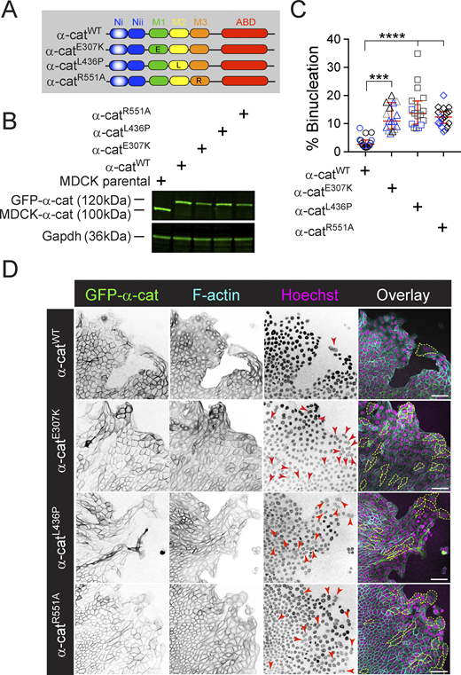 α-cat M-domain missense mutants that cause eye dystrophy promote wound-proximal binucleation. (A) Schematic of α-cat missense mutants used for analysis. (B) Immunoblots of total cell extracts showing similar expression levels of α-cat missense mutants. (C) Graph quantification of wound proximal binucleation rate (representative images in D). Mean ± SD, two-tailed unpaired t test, ***P < 0.001, ****P < 0.0001. Data from three independent bio-replicates, indicated by blue, gray and black symbol colors. (D) Inverted-grayscale images showing MDCK α-cat KO cells expressing GFP-α-cat-E307K, GFP-αCat-L436P, GFP-αCat-R551A are prone to binucleation post-scratch wounding. GFP- α-cat (green), F-actin (Phalloidin; cyan), nuclei (magenta), binucleated cells (outlined, yellow dashed line). Red arrows denote touching nuclei typical to polyploid cells. Scale bar, 50 μm. Source data are available for this figure: SourceData F4. Refer to the image caption for details.