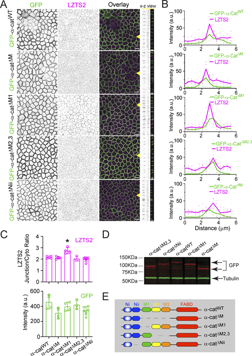 α-cat-ΔM1 preferentially recruits LZTS2 to cell contacts over wild-type and other α-cat mutants. (A) Confocal en face views (maximum z-projection; inverted grayscale) and x-z stacks showing α-cat-ΔM1 enriches LZTS2 at cellular junctions, α-cat (green), LZTS2 (magenta), Scale bar, x-y view; 10 μm, x-z view, 5 μm. Yellow arrows indicate plane of x-z section. Representative images from four independent experiments are shown. (B) Normalized intensity profiles of GFP-α-cat (green) and LZTS2 (magenta) based on line scans (width: three pixels) performed across cytosol to bicellular junctions. Line scan average of five junctions/construct. (C) Automated quantification of LZTS2 junction/cytosol ratio (upper graph), one way ANOVA, *P < 0.05, paired with automated quantification of GFP-α-cat junction intensity (lower graph) as in Materials and methods. Automated quantification based on five randomly selected 90 × 90 μm FOVs. Error bars reflect ± SD. (D) Immunoblots of total cell extracts showing the expression levels of different GFP-α-cat constructs (red bands) with tubulin loading control (green). (E) Schematics of GFP-α-cat constructs. Source data are available for this figure: SourceData F7. Refer to the image caption for details.