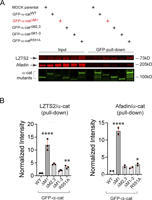 An α-cat ΔM1 mutant shows greatly enhanced association with LZTS2 than the α-cat R551A salt-bridge disrupting mutant. (A) Immunoblot/SDS-PAGE analysis of GFP-α-cat affinity pull-down assay to assess α-cat mutant association with LZTS2. Afadin is interrogated as a positive control based on data in Table S1. (B) Graph shows quantification of α-cat effector band intensity (i.e., LZTS2 or Afadin) normalized to GFP-α-cat mutant used for affinity precipitation. Note that loss of the α-cat M1-domain leads to enhanced association between α-cat and LZTS2, suggesting LZTS2 is a conformation-sensitive proximity partner of α-cat. Significance by one-way ANOVA where **** reflects P < 0.0001 for the α-cat ΔM1 mutant relative to all other mutants. The α-cat R551A mutant shows significantly greater association with LZTS2 than GFP-α-cat WT by unpaired t test (**P = 0.0026); R551A shows significantly greater association with Afadin than GFP-α-cat WT by unpaired t test (*P = 0.0270). Source data are available for this figure: SourceData FS7. Refer to the image caption for details.