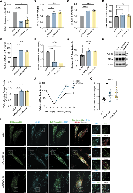 FAM43A inhibits mitochondrial biogenesis and mtDNA replication. (A) Relative FAM43A mRNA level in IMR90 cells transfected with the indicated siRNA and collected 96 h after transfection. Expression was measured by RT-qPCR and normalized to ACTIN. Data points represent the average of three biological replicates. Error bars represent mean ± SD, multiple Unpaired Student’s t test; *, P < 0.05: ***, P < 0.001. (B–D) (B) Mitochondrial mass (Mitotracker Green staining, MTG), (C) Mitochondrial membrane potential (TMRE staining) and (D) MTG/TRME ratio of IMR90 cells measured 96 h after transfection with the indicated siRNA. Data points represent the mean of three technical replicates from three biological replicates and normalized to the value of the control siRNA (siCtrl), which was given a value of 1.0. Error bars represent mean ± SD, multiple unpaired Student’s t test; *, P < 0.05; **, P < 0.01; ***, P < 0.001; ****, P < 0.0001. (E) Relative mtDNA copy number of IMR90 cells transfected with the indicated siRNA and collected 96 h after transfection measured by qPCR with ND1 primers, normalized to nuclear B2M. Data points represent the mean of three technical replicates from three biological replicates. Error bars represent mean ± SD, multiple Unpaired Student’s t test; **, P < 0.01. (F) Relative Fam43a mRNA level of mouse embryonic fibroblasts (MEFs) transfected with the indicated siRNA and collected 96 h after transfection. Expression was measured by RT-qPCR and normalized to ACTIN (n = 3 technical replicates). Error bars represent mean ± SD, one-way ANOVA with Dunnett’s multiple comparisons; ****, P < 0.0001. (G) mtDNA copy number of MEFs transfected with the indicated siRNA. Expression was measured by qPCR (n = 3 technical replicates) using ND1 primers normalized to nuclear Tert. Error bars represent mean ± SD, one-way ANOVA with Dunnett’s multiple comparisons; **, P < 0.01. (H) Representative immunoblots of PGC-1α, TFAM, and ACTIN (loading control) of IMR90 cells transfected with the indicated siRNA for 96 h. (I) Quantification of the relative optical density of PGC-1α from three independent experiments treated as in H. Error bars represent mean ± SD, multiple Unpaired Student’s t test; **, P < 0.01. ***, P < 0.001. (J) IMR90 cells were treated with ddC for 96 h and then transfected with the indicated siRNA (siFAM43A #1). Samples were collected at the end of ddC treatment (first two points) and 10- and 14-days after transfection. Data points represent the mean of three technical replicates from three biological replicates. Error bars represent mean and error ± SD, multiple unpaired Student’s t test; **, P < 0.01; ***. P < 0.001. (K) Quantification of Pulse EdU labeling (4 h) in IMR90 cells at 96 h after transfection with control (n = 18 from two biological replicates) or FAM43A siRNAs (n = 18–19 from two biological replicates). Error bars represent mean ± SD, one-way ANOVA with Dunnett’s multiple comparisons; **, P < 0.01; ****. P < 0.0001. (L) Representative spinning disk images of Alexa488-EdU (green), DNA (blue), HSP60 (red), and Hoechst (gray). Insets show the colocalization between EdU and DNA (bottom left) and the merge of all signals (bottom right). Scale bar: 10 µm. Source data are available for this figure: SourceData F3.