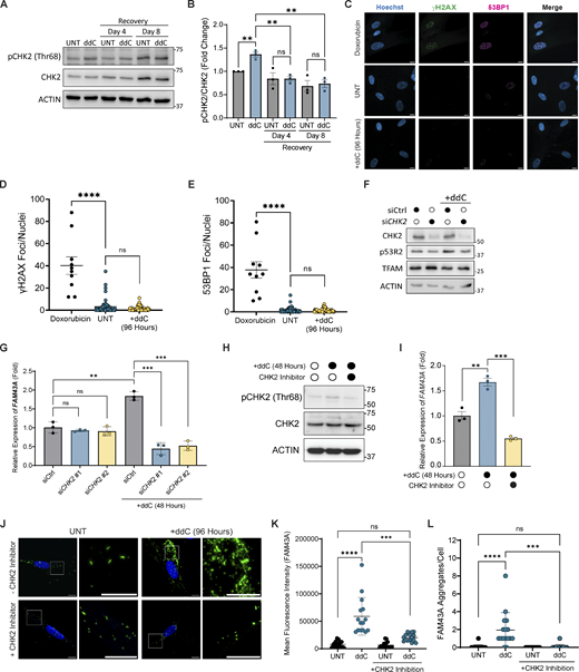 FAM43A responds to mtDNA depletion in a CHK2-dependent manner. (A) Representative immunoblots of phosphorylated CHK2 (pCHK2 Thr68), CHK2, and ACTIN (loading control) in untreated (UNT), ddC-treated (96 h), and 4- and 8-days following removal of ddC (Recovery). (B) Quantification of (A). The optical density of pCHK2 Thr68 and CHK2 were normalized to loading, and the ratio of pCHK2 Thr68 to total CHK2 was quantified as a measure of CHK2 activation (n = 3 biological replicates). Error bars represent mean ± SD, multiple Unpaired Student’s t test; ns, P > 0.05; **, P < 0.01. (C) Representative spinning disk images of Hoechst (blue), γH2AX (green), and 53BP1 (magenta) in UNT, Doxorubicin-treated (1uM for 4 h), and ddC-treated cells. The merge of these signals is shown in the right column. Scale bar: 10 µm. (D and E) Quantification of γH2AX and (E) 53BP1 foci/cell in UNT (n = 59 nuclei from two biological replicates), Doxorubicin-treated (1 µM for 4 h) (n = 10 nuclei from two biological replicates), and ddC-treated cells (n = 49 nuclei from two biological replicates) from (C). Doxorubicin was used as a positive control for nuclear DNA damage. Error bars represent mean ± SEM, multiple Unpaired Student’s t test; ns, P > 0.05; ****, P > 0.0001. (F) Representative immunoblots of CHK2, p53R2, TFAM, and ACTIN (loading control) of IMR90 cells transfected with the indicated siRNA. 48 h after transfection, cells were treated with ddC for 48 h and collected for analysis. (G) IMR90 cells were transfected with the indicated siRNA. 96 h after transfection, cells were treated with ddC for 48 h. The relative mRNA expression of FAM43A was measured by RT-qPCR normalized to ACTIN (n = 3 technical triplicates). Error bars represent mean ± SD, multiple Unpaired Student’s t test; ***, P < 0.001; **, P < 0.01; ns, P > 0.05. (H) Representative immunoblots of phosphorylated CHK2 (pCHK2 Thr68), CHK2, and ACTIN (loading control) in UNT and cells treated with ddC only or ddC and CHK2 inhibitor (10 µM) for 48 h. (I) Relative FAM43A mRNA expression in UNT and cells treated with ddC only or ddC and CHK2 inhibitor for 48 h (n = 3 technical triplicates). Error bars represent mean ± SD, multiple Unpaired Student’s t test; **, P < 0.01: ***, P < 0.001. (J) Representative Airyscan images of endogenous FAM43A (green) and Nuclei (Hoechst; blue) in UNT and ddC-treated (96 h) IMR90 cells ± CHK2 Inhibitor (48 h). Insets show the morphological change of FAM43A. Scale bar: 10 µm. (K and L) Quantification of the fluorescence intensity of FAM43A signal and (L) number of FAM43A aggregates per cell in UNT and cells treated with ddC for 96 h ± CHK2 Inhibitor (n = 15 from two biological replicates per condition). Error bars represent mean ± SD, one-way ANOVA with Dunnett’s multiple comparisons; ns, P > 0.05; ***, P < 0.001; ****, P < 0.0001. Source data are available for this figure: SourceData F4.