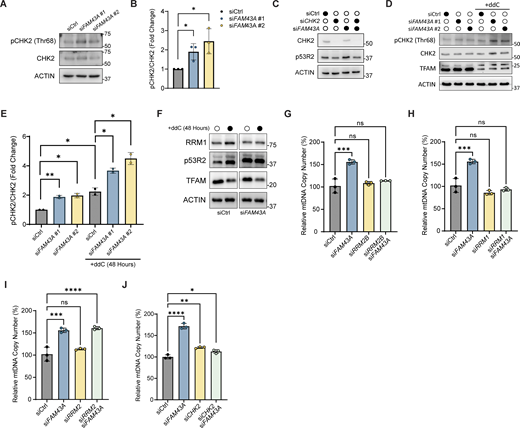 Knockdown of FAM43A activates CHK2 and RNR-dependent mtDNA synthesis. (A) Representative immunoblots of pCHK2 (Thr68), CHK2, and ACTIN (loading control) in cells transfected with the indicated siRNA and collected 96 h after transfection. (B) Quantification of A. The optical density of pCHK2 Thr68 and CHK2 were normalized to loading, and the ratio of pCHK2 Thr68 to total CHK2 was quantified as a measure of CHK2 activation (n = 3 biological replicates). Error bars represent mean ± SD, multiple Unpaired Student’s t test; *, P < 0.05. (C) Representative immunoblots of CHK2, p53R2, and ACTIN (loading control) in cells transfected with the indicated siRNA and collected 96 h after transfection. (D) Representative immunoblots of pCHK2 Thr68, CHK2, TFAM, and ACTIN (loading control) in cells transfected with the indicated siRNA. 48 h after transfection, cells were treated with ddC and collected 96 h after transfection for analysis. (E) Quantification of (D). The optical density of pCHK2 Thr68 and CHK2 were normalized to loading, and the ratio of pCHK2 Thr68 to total CHK2 was quantified as a measure of CHK2 activation (n = 2 biological replicates). Error bars represent mean ± SD, multiple Unpaired Student’s t test; *, P < 0.05; **, P < 0.01. (F) Representative immunoblots of RRM1, p53R2, TFAM, and ACTIN (loading control) in cells transfected with the indicated siRNA. After 48 h transfection, cells were treated with ddC and collected 96 h after transfection for analysis. (G–J) Relative mtDNA copy number of IMR90 cells transfected with the indicated siRNA and collected for analysis 96 h after transfection as measured by qPCR using ND1 primers, normalized to nuclear B2M. Data points represent the average of technical triplicates from three biological replicates. Data from G–I were normalized to the same control (siCtrl) sample. Error bars represent mean ± SD, one-way ANOVA with Dunnett’s multiple comparisons; ns, P > 0.05; *, P < 0.05; ***, P < 0.001; ****, P < 0.0001. Source data are available for this figure: SourceData F5. Refer to the image caption for details.