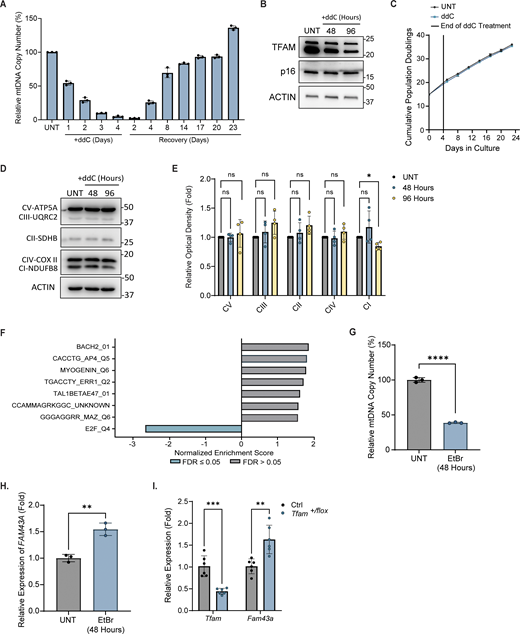 Additional characterization of mtDNA-depleted IMR90 cells and expression of FAM43A in TFAM-depleted mouse liver tissue. (A) IMR90 cells were treated with ddC (20 µM) for the indicated time. After 96 h of treatment, cells were cultured in a ddC-free medium for 23 days. The relative mtDNA copy number of untreated (UNT) and mtDNA-depleted and repleted cells was measured by qPCR. Data points represent the mean of three technical replicates from three biological replicates. Error bars represent mean ± SD. (B) Representative immunoblot image of TFAM (bottom band) and p16 in UNT and ddC-treated IMR90 cells. ACTIN was blotted as a loading control. (C) Cumulative population doublings of IMR90 cells treated as described in A. Data points represent the mean of three technical replicates from three biological replicates. (D) Representative immunoblots of OXPHOS subunits in UNT and ddC-treated IMR90 cells. (E) Quantification of (D) (n = 4 biological replicates). Error bars represent mean ± SD, Unpaired Student’s t test; ns, P > 0.05; *, P < 0.05. (F) Transcription factor motif analysis of differentially expressed genes in cells treated with ddC (20 µM) for 96 h. False discovery rate (FDR) and normalized enrichment score are shown. (G) Relative mtDNA copy number of untreated (UNT) and IMR90 cells treated with ethidium bromide (EtBr) (50 ng/ml) for the indicated time measured by qPCR using ND1 primers normalized to nuclear B2M (n = 3 technical triplicates). Error bars represent mean ± SD, Unpaired Student’s t test; ****, P < 0.0001. (H) Relative FAM43A mRNA level of UNT and IMR90 cells treated with EtBr for the indicated time measured by RT-qPCR normalized to ACTIN (n = 3 technical replicates). Error bars represent mean ± SD, Unpaired Student’s t test; **, P < 0.01. (I) Relative expression of Fam43a and Tfam in liver samples isolated from Ctrl (WT) and Tfam+/flox C57BL/6 mice (n = 6 mice per condition). Error bars represent mean ± SD, Unpaired Student’s t test; **, P < 0.01; ***, P < 0.001. Source data are available for this figure: SourceData FS1.