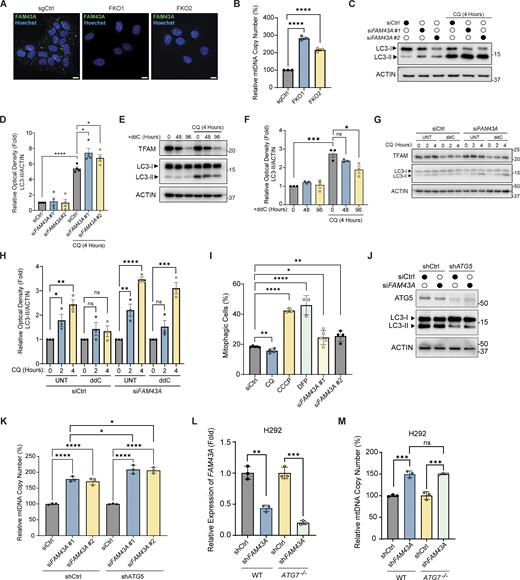 Knockdown of FAM43Aupregulates autophagy and mitophagy flux. (A) Representative spinning disk imaging of FAM43A (green) and Hoechst (blue) in WT (sgCtrl) and FAM43A knockout (FKO) H292 cells verifying loss of FAM43A. Scale bar: 10 µm. (B) Relative mtDNA copy number of WT and FKO H292 cells measured by qPCR using ND1 primers normalized to nuclear B2M (n = 3 technical triplicates). Error bars represent mean ± SEM, Unpaired Student’s t test; ****, P < 0.0001. (C) Representative immunoblots of LC3 and ACTIN (loading control) in IMR90 cells transfected with the indicated siRNA. 96 h after transfection, cells were treated with chloroquine (CQ) (50 µM) for 4 h. (D) Quantification of the ratio between the optical density (OD) of LC3-II and ACTIN from four independent experiments treated as in C. Error bars represent mean ± SD, multiple Unpaired Student’s t test; *, P < 0.05. ****, P < 0.0001. (E) Representative immunoblots of TFAM, LC3, and ACTIN (loading control) of IMR90 cells treated with ddC (20 µM) for 48 or 96 h. Cells were treated with CQ 4 h prior to collection. (F) Quantification of the ratio between the optical density (OD) of LC3-II and ACTIN from three independent experiments treated as in E. Error bars represent mean ± SD, multiple Unpaired Student’s t test; ns, P > 0.05; *, P < 0.05. ***, P < 0.001. (G) Representative immunoblots of TFAM, LC3, and ACTIN (loading control). IMR90 cells were transfected with either control (siCtrl) or siRNA against FAM43A (siFAM43A #1). Cells were treated with either vehicle (UNT) or ddC 48 h after transfection. Then, 96 h after transfection, cells were treated with CQ for the indicated time. (H) Quantification of the ratio between the optical density (OD) of LC3-II and ACTIN from three independent experiments treated as in G. Error bars represent mean ± SD, multiple Unpaired Student’s t test; ns, P > 0.05; *, P < 0.05; **, P < 0.01; ****, P > 0.0001. (I) Quantification of mitophagy via ratiometric flow cytometry performed in IMR90 cells transfected with the indicated siRNA. After 72 h of transfection, siCtrl cells were treated with vehicle (UNT), CCCP (20 µM), Deferiprone (DFP 1 mM), or Chloroquine (CQ 50 µM) for 24 h before all samples were collected for flow cytometry. The data are shown as the ratio of PE-CF594/BV605 (n = 3–5 biological replicates/condition). Error bars represent mean ± SD, multiple Unpaired Student’s t test; *, P < 0.05; **, P < 0.01; ****, P < 0.0001. (J) Representative immunoblots of ATG5, LC3, and ACTIN (loading control) in IMR90 cells stably expressing the indicated shRNA and transfected with the indicated siRNA for 96 h. (K) Relative mtDNA copy number of IMR90 cells stably expressing the indicated shRNA and transfected with the indicated siRNA for 96 h as measured by qPCR using ND1 primers and normalized to nuclear B2M. Data points represent the average of technical triplicates from three biological replicates. Error bars represent mean ± SD, one-way ANOVA with Dunnett’s multiple comparisons; ****, P < 0.0001. (L) Relative FAM43A mRNA expression of wild-type (WT) and ATG7 knockout H292 cells transfected with the indicated siRNA and collected 96 h after transfection. Data points represent the average of technical triplicates from three biological replicates. Error bars represent mean ± SD, multiple Unpaired Student’s t test; **, P < 0.01: ***, P < 0.001. (M) Relative mtDNA copy number of WT and ATG7 knockout H292 cells transfected with the indicated shRNA and collected 96 h after transfection as measured by qPCR using ND1 primers normalized to nuclear B2M (n = 3 technical replicates). Error bars represent mean ± SD, multiple Unpaired Student’s t test; ns, P > 0.05: ***, P < 0.001. Source data are available for this figure: SourceData FS3.