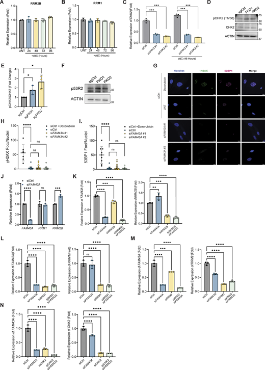 Non-canonical CHK2 signaling activates RNR-dependent mtDNA synthesis in FAM43A-knockdown cells. (A and B) Expression of RRM2B and (B) RRM1 measured by RNA sequencing of IMR90 cells treated with ddC for the indicated time relative to untreated (UNT) control cells (n = 3 biological replicates). (C) IMR90 cells were transfected with the indicated siRNA. 96 h after transfection, cells were treated with ddC for 48 h. The relative mRNA expression of CHK2 was measured by RT-qPCR normalized to ACTIN (n = 3 technical triplicates). Error bars represent mean ± SD, multiple Unpaired Student’s t test; ***, P < 0.001. (D) Representative immunoblots of phosphorylated CHK2 (pCHK2 Thr68), CHK2, and ACTIN (loading control) in WT and FAM43A knockout (FKO) H292 cells. (E) Quantification of pCHK2 Thr68/CHK2 ratio from three independent experiments conducted as in D. The optical density of pCHK2 Thr68 and CHK2 were normalized to loading, and the ratio of pCHK2 Thr68 to total CHK2 was quantified as a measure of CHK2 activation. Error bars represent mean ± SD, multiple Unpaired Student’s t test; *, P < 0.05. (F) Representative immunoblots of p53R2 (top band) and ACTIN (loading control) in WT and FKO H292 cells. (G) Representative Spinning disk imaging of Nuclei (Hoechst; blue), γH2AX (green), and 53BP1 (magenta) in cells transfected with the indicated siRNA for 96 h. Merge of the signals is shown in the right-hand column. Control (siCtrl) cells were treated with Doxorubicin (1 µM for 4 h) as a positive control for nuclear DNA damage. Scale bar: 10 µm. (H and I) Quantification of γH2AX and (I) 53BP1 foci/cell in G. Error bars represent mean ± SD, multiple Unpaired Student’s t test; ns, P > 0.05; ****, P > 0.0001. n = 15–25 nuclei/condition. (J) Relative expression of FAM43A, RRM1, and RRM2B in cells transfected with the indicated siRNA (siCtrl and siFAM43A #1) and collected 96 h after transfection (n = 3 technical triplicates). Expression was measured by RT-qPCR and normalized to ACTIN. Error bars represent mean ± SD, multiple Unpaired Student’s t test; ns, P > 0.05; ***, P < 0.001; ****, P < 0.0001. (K) Relative expression of FAM43A and RRM2B normalized to ACTIN as measured by RT-qPCR. Cells were transfected with control or siRNA against RRM2B. 48 h after transfection, cells were transfected with siRNA against FAM43A and collected 96 h later. Data points represent the average of technical triplicates from three biological replicates. Error bars represent mean ± SD, one-way ANOVA with Dunnett’s multiple comparisons; **, P < 0.01; ***, P < 0.001; ****, P < 0.0001. (L) Relative expression of FAM43A and RRM1 in cells transfected with the indicated siRNA as in K. Expression was measured by RT-qPCR and normalized to ACTIN. Data points represent the average of technical triplicates from three biological replicates. Error bars represent mean ± SD, one-way ANOVA with Dunnett’s multiple comparisons; ns, P > 0.05; ****, P < 0.0001. (M) Relative expression of FAM43A and RRM2 of cells transfected with the indicated siRNA as in K. Expression was measured by RT-qPCR and normalized to ACTIN. Data points represent the average of technical triplicates from three biological replicates. Error bars represent mean ± SD, one-way ANOVA with Dunnett’s multiple comparisons; ***, P < 0.001; ****, P < 0.0001. (N) Relative expression of FAM43A and CHK2 of cells transfected with the indicated siRNA as in K. Expression was measured by RT-qPCR and normalized to ACTIN. Data points represent the average of technical triplicates from three biological replicates. Error bars represent mean ± SD, one-way ANOVA with Dunnett’s multiple comparisons; ****, P < 0.0001. The expression of FAM43A was normalized to the same control (siCtrl) sample in panels L–N. Source data are available for this figure: SourceData FS4.