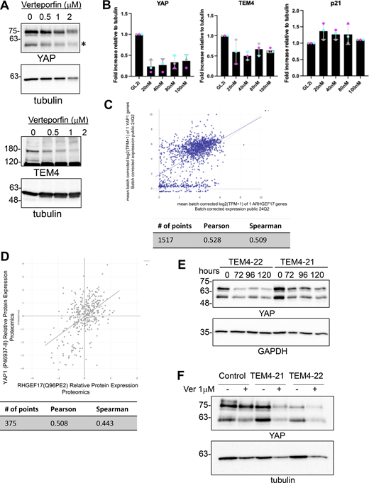 YAP reduction in TEM4-depleted cell lines. (A) HeLa cells were treated with an increasing dose of the YAP inhibitor verteporfin for 24 h. Lysates were generated and probed with the indicated antibodies by western blotting. * TAZ band. (B) Quantification of western blots shown in Fig. 8 A. (C) Correlation of ARHGEF17 and YAP1 gene expression. Data generated via Depmap portal. (D) Correlation of TEM4 and YAP protein levels from publicly accessible proteomics datasets. Data generated via Depmap portal. (E) TEM4-21 and TEM4-22 cells were left uninduced or were induced for the indicated time points and lysates were probed as indicated. (F) Control, TEM4-21, and TEM4-22 cells were treated with 1 µM verteporfin for 24 h as indicated before immunoblotting for YAP and tubulin. Source data are available for this figure: SourceData FS7. Refer to the image caption for details.
