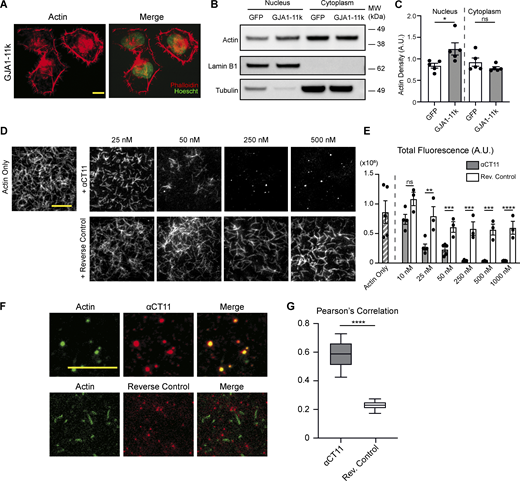 The RPEL-like tail of GJA1-20k is sufficient to inhibit actin polymerization. (A) Representative immunofluorescence images of actin (phalloidin) and nuclei (Hoechst) in HeLa cells transfected with 0.5 µg of GJA1-11k-V5; scale bar = 10 µm. (B) Representative western blotting of actin in nuclear and cytoplasmic subcellular fractions of HeLa cells transfected with 0.5 µg of either GJA1-11k-V5 or a GFP-V5–negative control. Lamin-B1 was used as a loading control for the nuclear fraction and tubulin was used as a loading control for the cytoplasmic fraction. (C) Quantification of western blots of actin density in the nuclear and cytoplasmic fraction of HeLa cells transfected with either GJA1-11k-V5 or GFP-V5, normalized to either Lamin-B1 (nucleus) or tubulin- (cytoplasm) loading controls. Data are presented as mean ± SEM (n = 5 separate independent fractionation experiments) *P < 0.05 by two-tailed Mann–Whitney U test. (D) Representative TIRFM images of cell-free Alexa Fluor 488–labeled actin in the presence of increasing concentrations of the αCT11 peptide (RPRPDDLEI) or a reverse control (IELDDPRPR); scale bar = 5 µm. Reduction in actin polymerization is quantified by total fluorescence (A.U.) (E) Data are presented as mean ± SEM (n = 3–5 independent experiments per concentration). ns = P > 0.05, **P < 0.01, ***P < 0.001, ****P < 0.0001 by multiple t tests comparing the αCT11 peptide to the reverse control for each concentration with Holm–Sidak correction for multiple comparisons. No significant difference was found between the actin only group and the reverse control groups (all concentrations), ns = P > 0.05 by one-way ANOVA with multiple comparisons. (F) Representative TIRFM images of Alexa Fluor 488–labeled actin (green) in the presence of 250 nM of Alexa Fluor 555–labeled αCT11 (red) or reverse control (red) to show colocalization (merge); scale bar = 5 µm, images taken 2–3 min after the initiation of polymerization. Images were quantified by using Pearson’s correlation to measure colocalization. (G) Data are presented as box and whisker plots with boxes showing median, 25th, and 75th percentile, with whiskers spanning the 10th to 90th percentile (n = 35 frames from three independent experiments) *P < 0.05, ****P < 0.0001 by two-tailed Mann–Whitney U test. Source data are available for this figure: SourceData F5.