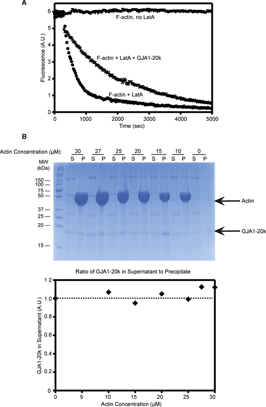 GJA1-20k does not decorate the sides of actin filaments and inhibits actin depolymerization. (A) F-actin (2 μM, 5% pyrene labeled) was depolymerized with the addition of 10 μM latrunculin A (LatA) in the presence (cross marks) or absence (circles) of 0.9 μM GJA1-20k. F-actin without LatA does not depolymerize (triangles). (B) In high-speed pelleting assays with F-actin (0–30 μM), the amount of GJA1-20k (0.7 μM) in supernatant fractions does not change as the concentration of F-actin is increased, which indicates the lack of side binding to actin filaments. Co-sedimentation results are shown as a gel (top) and densities which were quantified and plotted (bottom). The intensity of GJA1-20k band in the supernatant lacking actin was set as 1 (100%). Source data are available for this figure: SourceData FS1. Refer to the image caption for details.