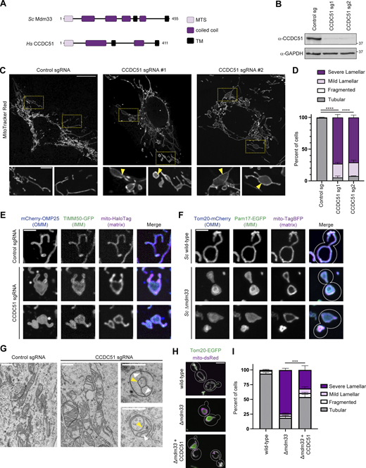 Mdm33 and CCDC51 are conserved mediators of mitochondrial morphology. (A) A schematic depicting the predicted domain architectures of yeast Mdm33 and human CCDC51. (B) Western analysis with the indicated antibodies of whole-cell lysates from U2OS CRISPRi cells expressing control sgRNA or sgRNAs targeting CCDC51. (C) Representative maximum intensity projection confocal images of U2OS CRISPRi cells expressing control or CCDC51-targeted sgRNAs and stained with MitoTracker Red. Insets below are single-plane images and correspond to the indicated dashed boxes. Arrows mark discontinuities in MitoTracker staining. (D) A graph of mitochondrial morphology categorization from the indicated CRISPRi cells as in C. Data shown represent 100 cells per condition in each of three independent experiments, and bars indicate SEM. Asterisks (****P < 0.0001) represent unpaired two-tailed t tests of tubular mitochondrial morphology. (E) Representative maximum intensity projection confocal images are shown of the indicated CRISPRi cells expressing mCherry-OMP25, TIMM50-GFP, and mito-HaloTag labeled with JF646. (F) Maximum intensity projection confocal images are shown of the indicated yeast strains expressing Tom20-mCherry, Pam17-EGFP, and mito-TagBFP. Dashed lines indicate cell outlines. (G) EM images are shown of mitochondria from U2OS CRISPRi cells expressing control or CCDC51 sgRNA, where indicated. Yellow arrows mark internal ring structures and white arrows mark cristae. (H) Maximum intensity projection confocal images are shown of the indicated yeast strains-expressing Tom20-EGFP and mito-dsRed. Human CCDC51 is expressed under the control of an estradiol-driven promoter, and all strains were grown constitutively in the presence of 20 nM estradiol. Dashed lines indicate cell outlines. (I) A graph of the categorization of mitochondrial morphology from cells as in H. Data shown represent 75 cells per condition in each of three independent experiments, and bars indicate SEM. Asterisks (***P < 0.001) represent an unpaired two-tailed t test of tubular mitochondrial morphology. Scale bars = (C) 15 µm (5 µm in insets); (E and F) 3 µm; (G) 800 nm; and (H) 3 µm. Source data are available for this figure: SourceData F1. Refer to the image caption for details.