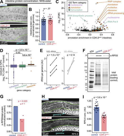 Ribosome production increases when DNA content is limited. (A) Confocal images of NHS-ester stain representing total protein in int2–int3 intestine rings of control and CDK-2gut(−) worms. (B) Quantification of cytoplasmic protein concentration in int2–int4 intestine rings from images as in A. (C) Volcano plot of GO terms for enrichment scores of transcripts in CDK-2gut(−) intestines compared with control. Colored GO terms are related to the nucleosome (lavender squares), translation (orange circles), or transcription (green diamonds). (D) Box plots of residual change in RNA abundance after accounting for expression level (TxPG in control, relationship visualized in Fig. 3 C). Log fold change in TxPG was regressed against expression level using a cubic polynomial. Groups are genes located in the cytoplasm (purple), involved in transcription (RNA Polymerase II subunit or general transcription factor; green) or ribosome subunits (orange). Kruskal–Wallis test P = 1.0 × 10−13; P values shown are from post-hoc Dunn test with Benjamini-Hochberg multiple hypothesis testing correction. (E) Quantification of change in TxPG of the 18S or 5S rRNAs in control and CDK-2gut(−) intestines. Each connected pair of points represents one paired biological replicate. The mean TxPG of control is scaled to 1. P values are from paired t test with Benjamini-Hochberg multiple hypothesis testing correction. (F) Representative western blot showing total protein and anti-RPS-5 signal in dissected control and CDK-2gut(−) intestines. (G) Quantification of anti-RPS-5 signal normalized to total protein as in F, with control ratios for each blot scaled to 1. Each dot represents one experiment (N = 3 blots, n = 50–80 worms per genotype per blot). P value is of one sample t test against null hypothesis that μ = 1. (H) Confocal images of RPS-6::mCherry in int2–int4 intestine rings of control and CDK-2gut(−) worms. (I) Quantification of cytoplasmic RPS-6 concentration in int2–int4 intestine rings from images as in H. In B and I, each dot represents one worm, bars and error bars represent means and 95% confidence intervals, and P values are from Mann-Whitney U tests. Source data are available for this figure: SourceData F4. Refer to the image caption for details.