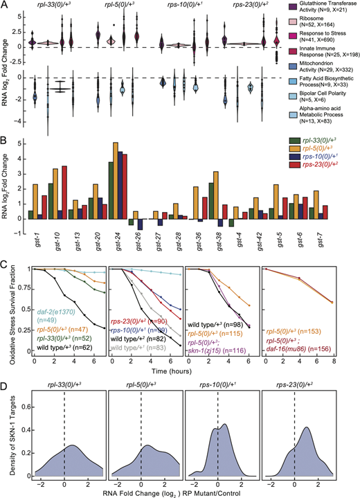 Adaptive cellular responses to ribosomal protein loss highlights SKN-1 dependent enhanced oxidative stress resistance. (A) Investigation of significantly differentially expressed genes at the RNA level across all haploinsufficient RP mutants, with a focus on significant gene ontology (GO) enrichments are shown. Log2 fold-change gene expression estimates of representative GO categories that were enriched for overexpression (top) and underexpression (bottom) were plotted. All significantly enriched GO categories are provided in Table S3. The y-axis displays predicted RNA-seq log2 fold change estimate distribution for each GO category as predicted by edgeR. GO categories are annotated on the side, where “N” denotes the number of differentially expressed genes within a category, and “X” represents the total number of genes in that category. Each dot signifies an individual gene identified as underexpressed or overexpressed, with their distribution across the categories visualized through violin plots. (B) RNA expression log2 fold-change estimates of glutathione transferase genes annotated in the C. elegans genome across all mutants compared with their controls. (C) An acute time course of oxidative stress survival for large subunit RP mutants (first plot, rpl-5(0)/+ and rpl-33(0)/+) and small subunit RP mutants (second plot, rps-23(0)/+ and rps-10(0)/+), alongside wild-type control strains and daf-2(e13270) mutants serving as positive controls. All RP mutants showed significantly more resistance to acute oxidative stress (P < 0.001) compared with wild-type controls. rpl-5(0)/+; skn-1(zj15) double mutant animals were significantly less resistant to oxidative stress compared with rpl-5(0)/mutants (P = 0.016, third plot). Conversely, rpl-5(0)/+; daf-16(mu86) animals displayed similar responses to oxidative stress as rpl-5(0)/+ animals (P = 0.51, fourth plot). The “n=” on the graphs indicates the total number of animals analyzed. “n” indicates the total number of animals used in the study, and all experiments were performed using three biological replicates and all animals were grown at 16°C. rpl-33(0)/+3 in green, rpl-5(0)/+3 in orange, rps-10(0)/+1 in blue, and rps-23(0)/+2 in red. Balancer chromosomes are denoted as follows: +1 = tmC20, +2 = tmC5, +3 = mIn1. For statistical analysis of oxidative stress resistance, Log-rank analysis with Bonferroni correction was performed for multiple comparisons. (D) Log2 fold-change estimates of SKN-1 targets in all RP mutants were plotted. SKN-1 targets were identified from differentially expressed genes upon the constitutive activation of SKN-1 (Nhan et al., 2019). Refer to the image caption for details.