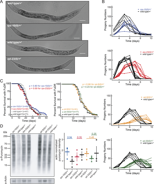 Ribosomal protein haploinsufficiency results in developmental delays and reduced brood size without affecting lifespan in C. elegans. (A) Development of small subunit RP haploinsufficient mutants and their respective wild-type counterparts are shown after 96 h of incubation from embryo at 16°C. Images depict a delay in growth and vulval development. Images taken with differential interference contrast, using a 20× objective. Scale bar represents 50 µm. (B) The brood size of RP mutants and their respective controls were counted and plotted with respect to time. Each line represents a single animal. (C) The lifespan of small subunit RP mutants (top) and large subunit mutants (bottom) were plotted along with their respective controls in the presence of FuDR (5-fluorodeoxyuridine). The y-axis represents percent survival and “n” represents the total number of animals. All experiments were done in three biological replicates with animals grown at 16°C. Statistical analysis was performed using Log-rank test with Bonferroni correction. Superscript numbers denote the specific balancers compared between an RP mutant and its wild type counterpart. Balancer chromosomes are denoted as follows: +1 = tmC20, +2 = tmC5, +3 = mIn1, +4 = nT1. (D) L4 worms were pulse-labeled with puromycin for 4 h. After labeling, equal amounts of protein were loaded for puromycin and actin Western blots, and puromycin levels were quantified and normalized to actin. Representative western blots for puromycin and actin are shown on the left. In the right-side plot, the y-axis represents actin-normalized puromycin intensity, with each point indicating a biological replicate. The median is marked by a horizontal line, and standard error is shown as a vertical line. For comparisons, each RP haploinsufficient sample was compared to its respective wild-type control using a one-tailed Student’s t test. Data distribution was assumed to be normal but this was not formally tested. All P values were >0.5, indicating that overall translation was not significantly reduced in stage-matched RP haploinsufficient animals. Source data are available for this figure: SourceData FS1 D. Refer to the image caption for details.