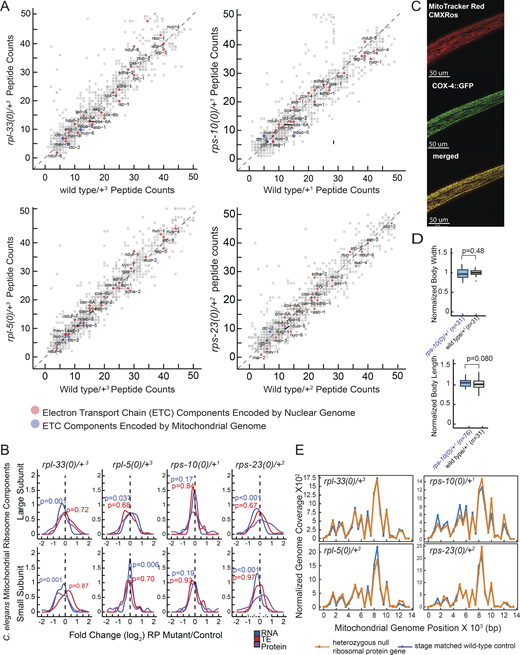 Analysis of electron transport chain (ETC) component peptide counts, mitochondrial ribosome expression, mitoTracker CMXRos staining and mitochondrial abundance and DNA coverage in haploinsufficient RP mutants. (A) Raw peptide counts from all three replicates were combined to analyze the ETC components, differentiating between those encoded by nuclear genes (red) and those encoded by mitochondrial genes (blue). Although coverage of mitochondrially encoded ETC components was lower, nuclear-encoded components showed a nearly diagonal pattern, indicating minimal deviation from expected levels. The y-axes of all four graphs display peptide reads from heterozygous ribosomal protein mutants, while the x-axes correspond to stage-matched wild-type controls. (B) Overall, RNA expression, TE, and protein level changes of all mitochondrial RP genes were plotted in RP haploinsufficient mutants. Y-axes show mitochondrial ribosomal proteins that belong to large or small subunits (top and bottom plots, respectively) and x-axes show log2 fold changes that were predicted by EdgeR for RNA and TE, and by DEP for proteins. For statistical analysis, ROAST multivariate gene expression analysis was conducted (Wu et al., 2010). (C) Staining specificity was assessed through co-localization studies using a C. elegans strain with a CRISPR-engineered knock-in of cox-4 gene tagged with GFP (cox-4::GFP), serving as a marker for mitochondrial inner membranes. These co-localization analyses were conducted using a Leica Stellaris Confocal System equipped with a 63× objective. A representative image is shown with MitoTracker CMXRos staining (left), COX::GFP (middle) and merged images (right). Yellow color indicates co-localization of the staining with the mitochondrial inner membrane marker, COX-4. (D) Body length and width were assessed for stage-matched rps-10(0)/+ and wild-type controls used in oxygen consumption experiments depicted in Fig. 5 C. (E) Mitochondrial genome coverage was charted for heterozygous C. elegans mutants and stage-matched wild-type controls. The x-axes represent mitochondrial genome positions, and the y-axes show mitochondrial genome coverage normalized to the nuclear genome. Orange lines indicate heterozygous mutant animals, and blue lines represent stage-matched wild-type controls at the L4 stage. Source data are available for this figure: SourceData FS4 C. Refer to the image caption for details.