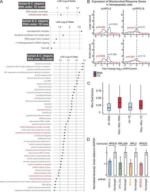 Enriched GO categories indicative of translational control in C. elegans and humans, quantification of ribosomal protein gene expression in K562 cells and relative ADP/ATP ratios in response to RP siRNA treatments. (A) Log2 enrichment (LOD - log of odds ratio) values are plotted for significant gene ontology (GO) categories with LOD >1 and containing fewer than 300 genes (P values <0.05). The plot displays enriched GO categories that display unidirectional or bidirectional regulation at RNA and TE level in both C. elegans rpl-5(0)/+ mutants and in shRPL5 knockdown in human hematopoietic progenitor cells (left). All GO enrichment lists are provided in Table S7. Human progenitor data was reanalyzed and retrieved from Khajuria et al. (2018). GO enrichment analysis were performed using Funcassociate 3.0 (Berriz et al., 2009). (B) Log2 RNA expression and translation efficiency differences were plotted along the y-axis for all mitochondrial ribosomal protein genes that belong to large subunit (top) and small subunit (bottom) were plotted for shRPL5 and shRPS19 knockdown in hematopoietic cells (Khajuria et al., 2018). For statistical analysis, ROAST multivariate gene expression analysis was conducted (Wu et al., 2010). (C) The distribution of absolute correlations among a total of 51,465,585 gene pairs across the entire dataset, in contrast with the specific subset of 21,905 pairs involving ribosomal (ribo) and mitochondrial (mito) genes was plotted. Notably, the ribo–mito gene pairs are exclusive combinations of ribosomal genes correlated with mitochondrial genes and vice versa, without including any ribosomal-to-ribosomal or mitochondrial-to-mitochondrial correlations. This plot provides an unrestricted view of the correlation distribution, displaying the entire spectrum of correlations without applying a predefined cutoff (unlike Fig. 7 A), to fully encapsulate the breadth of gene interactions within the dataset. (D) Normalized transcript levels of target ribosomal protein genes (RPS10, RPL35A, RPL5, and RPS23) relative to GAPDH were quantified following siRNA treatment in K562 cells. The results were plotted to illustrate the changes in expression for each ribosomal protein gene used in mitotracker intensity measurements shown in Fig. 7 C. Data was driven from three biological replicates, error bars represent standard error.