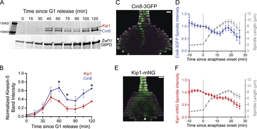 Comparing kinesin-5 expression and spindle localization. (A) Example of western blot against Cin8-3HA (121 kDa) and Kip1-3HA (130 kDa) or Zwf1/Glucose-6-phosphate dehydrogenase loading control. Cells were arrested in G1, released, and the lysate was collected every 15 min. (B) Quantification of time course western blots against Cin8-3HA and Kip1-3HA such as in panel A. Anti-HA intensity normalized to Zwf1 loading control and then normalized to total anti-HA signal at 120 min. Error bars are standard deviation. n = 2 independent experiments; *P < 0.05 by Student’s t test. (C) Example montage of a cell expressing Cin8-3GFP (green) and Spc110-tdTomato (magenta). Arrowheads point out Cin8 localization adjacent to the spindle poles during late anaphase. First time point is 10 min prior to anaphase onset. Time interval = 2 min. Scale bar = 1 µm. (D) Quantification of background-subtracted Cin8-3GFP spindle fluorescence intensity (left axis) and spindle length (right axis) as a function of time since anaphase onset. Cin8-3GFP intensity normalized to anaphase onset, which is indicated by the dashed vertical line. Error bars are mean ± 95% CI. n = 21 cells. (E) Example montage of a cell expressing Kip1-mNeonGreen (green) and Spc110-tdTomato (magenta). Arrowhead points out Kip1 localization at the middle of the spindle during late anaphase. First time point is 10 min prior to anaphase onset. Time interval = 2 min. Scale bar = 1 µm. (F) Quantification of background-subtracted Kip1-mNeonGreen spindle fluorescence intensity (left axis) and spindle length (right axis) as a function of time since anaphase onset. Kip1-mNeonGreen intensity normalized to anaphase onset, which is indicated by the dashed vertical line. Error bars are mean ± 95% CI. n = 24 cells. Source data are available for this figure: SourceData F2.