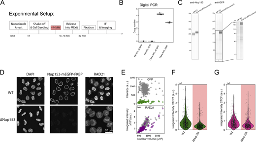 Functional nuclear pores are required for nuclear import of Cohesin and CTCF. (A) Experiment scheme for mitotic synchronization of genome-edited HK cells with homozygously mEGFP-FKBP12F36V tagged Nup153, followed by targeted protein degradation of Nup153, release into mitotic exit, and timed fixation during early G1. Cells are immunestained for RAD21 or CTCF and for diffraction-limited imaging. (B and C) Validation data for the generation of the homozygous Nup153-mEGFP-FKBP12F36V knock-in line, clone #10. (B) Digital PCR was performed to assess the copy number of GFP inserted into the HK genome and to assess the number of successful homology-directed repair (HDR) events at the Nup153 endogenous gene locus. While one copy of mEGFP-FKBP12F36V was inserted elsewhere in the genome, this copy is not expressed (C). Error bars represent minimum and maximum values of the three measured replicates. (C) Simple Western analysis of HK WT cells and the Nup153-mEGFP-FKBP12F36V #C10 cell line created and used within this study. The anti-GFP western blot shows no expression of free GFP. The anti-Nup153 western blot shows a clear shift of the Nup153 band, indicating successful and homozygous gene editing. (D) Fluorescence micrographs of early G1 cells (∼45 min past mitosis) stained with DAPI in WT or ΔNup153 condition. (E) Average fluorescence intensity plots per 3D-segmented nucleus in grey (WT) or colored (ΔNup153). ΔNup153 nuclei do not expand in size, show no residual Nup153 intensity, and show a clear reduction in RAD21 intensity inside the nuclear lumen. (F) Average fluorescence intensity of early G1 cells in WT (n = 539) or ΔNup153 (n = 463) condition stained for RAD21. 33–48% reduction in average fluorescence intensity after 45 min release time. Changes above/below 20% are considered a significant change. (G) Average CTCF fluorescence intensity upon immunostaining in early G1 cells in WT condition (n = 465) or after mitotic depletion of Nup153 (n = 400). ΔNup153 cells show a 25–40% reduction in average CTCF fluorescent intensity after 45 min release time. Changes above/below 20% are considered a significant change. Source data are available for this figure: SourceData F2.