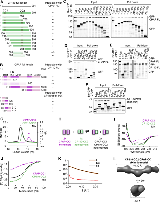 Characterization of the CPAP–CP110 interaction. (A and B) Schemes of CP110 and CPAP illustrating the deletion mutants used in this study. “+,” interaction between CPAP and CP110; “−,” no interaction between CPAP and CP110, and “+/−,” weak interaction between CPAP and CP110. For CP110, CC1, and CC2 are the coiled-coil domains. For CPAP, CC1, and CC2 are coiled-coil domains; PN2–3, the tubulin-binding domain (Cormier et al., 2009); MBD, the MT-binding domain; and G-box, glycine-rich C-terminal domain forming an antiparallel β-sheet (Hatzopoulos et al., 2013). (C and D) Streptavidin pull-down assays with BioGFP-CP110 truncations as bait and full-length GFP-CPAP as prey. (E and F) Streptavidin pull-down assays with BioGFP-CPAP truncations as bait and full-length GFP-CP110 (E) or GFP-CP110 (581–991) (F) as prey. The assays in C–F were performed with extracts of HEK293T cells co-expressing the indicated constructs and BirA and analyzed by western blotting with anti-GFP antibodies. (G) SEC-MALS analysis of CPAP-CC1 (magenta line), CP110-CC2 (green line), and an equimolar mixture of CPAP-CC1 and CP110-CC2 (black line). (H) Scheme illustrating the mechanism for CPAP-CC1 and CP110-CC2 association. (I and J) CD spectra (I) recorded at 15°C and thermal-unfolding profiles (J) recorded by CD at 222 nm. Proteins and colors as in G. (K and L) SAXS analysis of the CPAP-CC1/CP110-CC2 heterodimer. (K) Solution X-ray scattering intensity over scattering angle from a 1:1 mixture (monomer equivalents) of CPAP-CC1 and CP110-CC2. The fit to the data yielding the interatomic distance distribution is shown with a black line. (L) Surface representation of the X-ray scattering volume of CPAP-CC1/CP110-CC2, at 32 ± 3 Å estimated precision, derived from averaging 22 particle models calculated by ab initio fit to the scattering data. Source data are available for this figure: SourceData F4. Refer to the image caption for details.