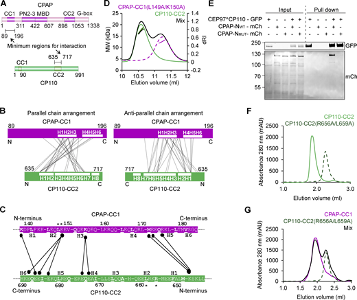 Characterization of the mutations disrupting CP110–CPAP interaction. (A) Schematic representation of the domain organization of full-length human CPAP and CP110. The minimal regions CPAP and CP110 that interact with each other are indicated. The domain nomenclature is as in Fig. 4, A and B. (B and C) Chemical crosslinking followed by mass spectrometry of CPAP-CC1/CP110-CC2. (B) Schematic representations of parallel (left) and antiparallel (right) arrangements of CPAP-CC1 and CP110-CC2 chains in the CPAP-CC1/CP110-CC2 heterodimer. Predicted heptad repeats or H are indicated in each chain. Observed inter-protein crosslinks between residues of CPAP-CC1 and CP110-CC2 are indicated by thin lines. (C) Normalized inter-protein crosslinks observed between CPAP-CC1 and CP110-CC2 in the CPAP-CC1/CP110-CC2 heterodimer. The heptad a and d position residues are shown in bold and are underlined. The CPAP-CC1 and CP110-CC2 residues that were mutated in this study are highlighted with asterisks. (D) SEC-MALS analysis of CPAP-CC1 L149A/K150A (magenta dashed lines), CP110-CC2 (green solid lines), and an equimolar mixture of CPAP-CC1 L149A/K150A and CP110-CC2 (black solid lines). (E) Co-immunoprecipitation of CEP97^CP110-GFP as bait and CPAP-N-mCh WT or mutant as prey from HEK293T cells using anti-GFP antibodies. (F and G) Analytical SEC analysis of CPAP-CC1 and CP110-CC2 variants. (F) Analytical SEC analysis of CP110-CC2 (green solid line) and CP110-CC2 R656A/L659A (dark green–dashed line). (G) Analytical SEC analysis of CPAP-CC1 (magenta line), CP110-CC2 R656A/L659A (dark green–dashed line), and an equimolar mixture of CPAP-CC1/CP110-CC2 R656A/L659A (black solid line). Source data are available for this figure: SourceData F5. Refer to the image caption for details.