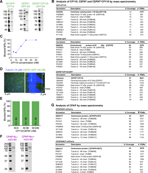 Characterization of purified proteins used in this study. (A) SDS-PAGE gel of GFP-CP110, CEP97-GFP, and CEP97^CP110-GFP, purified from HEK293T cells. Gels were stained with Coomassie brilliant blue R250. (B) Analysis of purified GFP-CP110, CEP97-GFP, and CEP97^CP110-GFP by mass spectrometry. (C) The proportion of fully blocked MTs with increasing concentrations of GFP-CP110 in in vitro reconstitution assays. n = 91, 28, 142, 105, and 140 MT plus ends for 5, 10, 20, 30, and 50 nM GFP-CP110. (D) A still image and a kymograph representing dynamic MT (blue) behavior in the presence of 50 nM CEP97-GFP (green, no binding). (E) Bar plot showing that CEP97-GFP does not affect the plus end blocking of dynamic MTs in vitro by GFP-CP110. The numbers of analyzed MTs are indicated on the bar plots. (F) SDS-PAGE of CPAP-NWT-mCh and CPAP-NMUT-mCh, purified from HEK293T cells. Gels were stained with Coomassie brilliant blue R250. (G) Analysis of purified CPAP-NWT-mCh and CPAP-NMUT-mCh by mass spectrometry. Source data are available for this figure: SourceData FS1. Refer to the image caption for details.