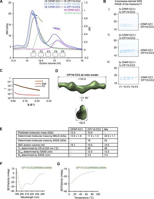 Biophysical characterization of CPAP-CC1, CP110-CC2, and CPAP-CC1/CP110-CC2 complex. (A) SEC-MALS analyses of CPAP-CC1 (magenta lines) and CP110-CC2 (green lines) alone, and mixtures of CPAP-CC1 with CP110-CC2 at molar ratios of 1:1 (black line), 2:1 (light blue line), and 3:1 (dark blue line). (B) Coomassie-stained SDS-PAGE of the fractions F1–F5 indicated in panel A and collected from SEC-MALS runs obtained with mixtures of CPAP-CC1 and CP110-CC2. SDS-PAGE analysis of the elution peak fractions centered at around 14.3 ml (corresponding to the molecular weight of CPAP-CC1/CP110-CC2 heterodimer) of the various mixtures revealed equally intense protein bands corresponding to CPAP-CC1 and CP110-CC2. (C and D) SAXS analysis of the CP110-CC2 homodimer. (C) Solution X-ray scattering intensity over scattering angle from CP110-CC2. The fit to the data yielding the interatomic distance distribution is shown with a black line. (D) Surface representation of the X-ray scattering volume of CP110-CC2, at 30 ± 2 Å estimated precision, derived from averaging 22 particle models calculated by ab initio fit to the scattering data. (E) Table summarizing biophysical parameters of CPAP-CC1, CP110-CC2, and an equimolar mixture of CPAP-CC1 and CP110-CC2 obtained by SEC-MALS, CD, and SAXS. (F and G) CD spectrum (F) recorded at 15°C and thermal-unfolding profiles (G) recorded by CD at 222 nm of CP110-CC2 R656A/L659A (light green dashed lines). Source data are available for this figure: SourceData FS4. Refer to the image caption for details.